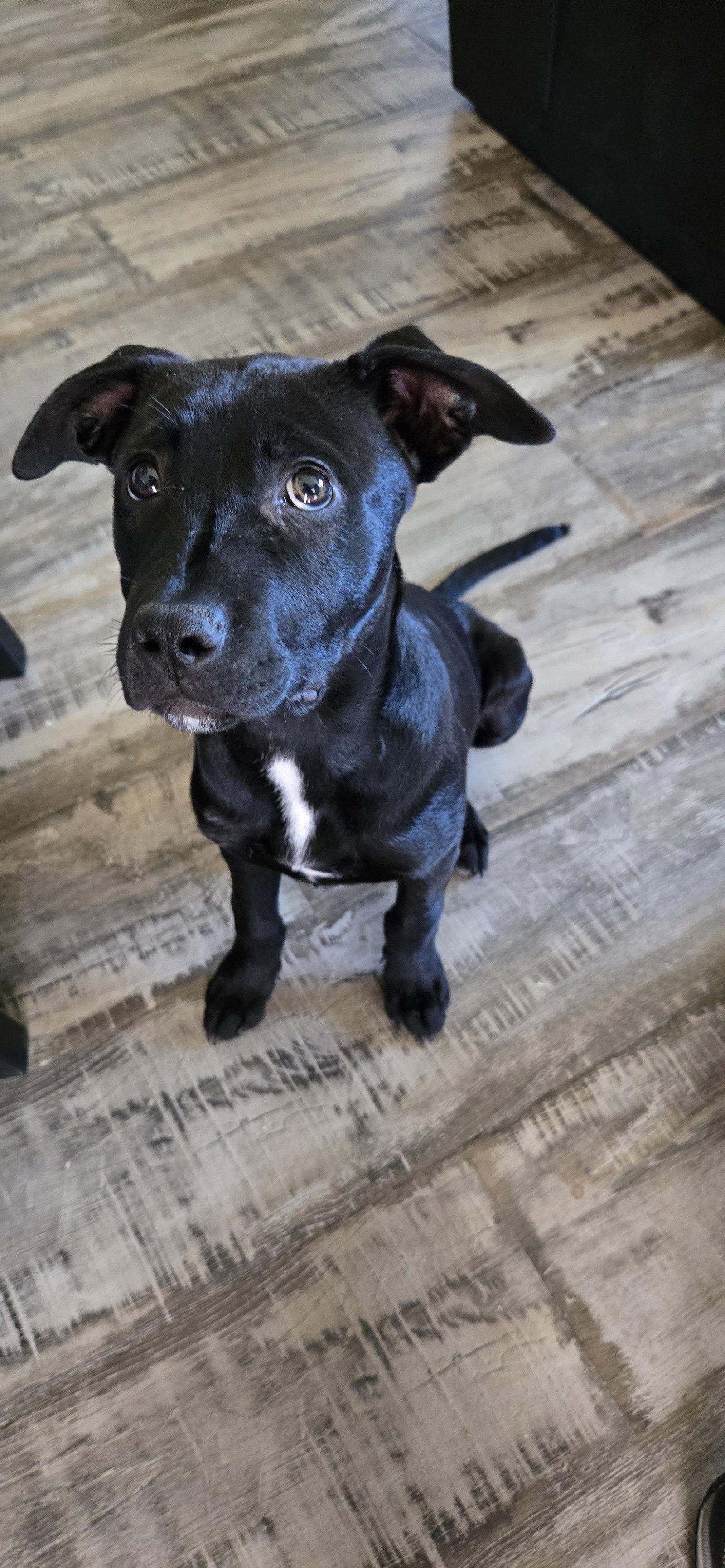 Blue Arlo, a Adoptable Pit Bull Terrier in Salt Lake City, UT image 2/3