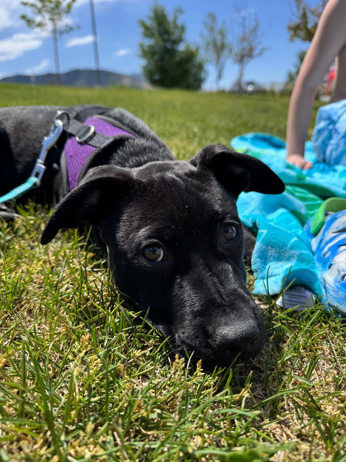 Blue Arlo, a Adoptable Pit Bull Terrier in Salt Lake City, UT image 3/3