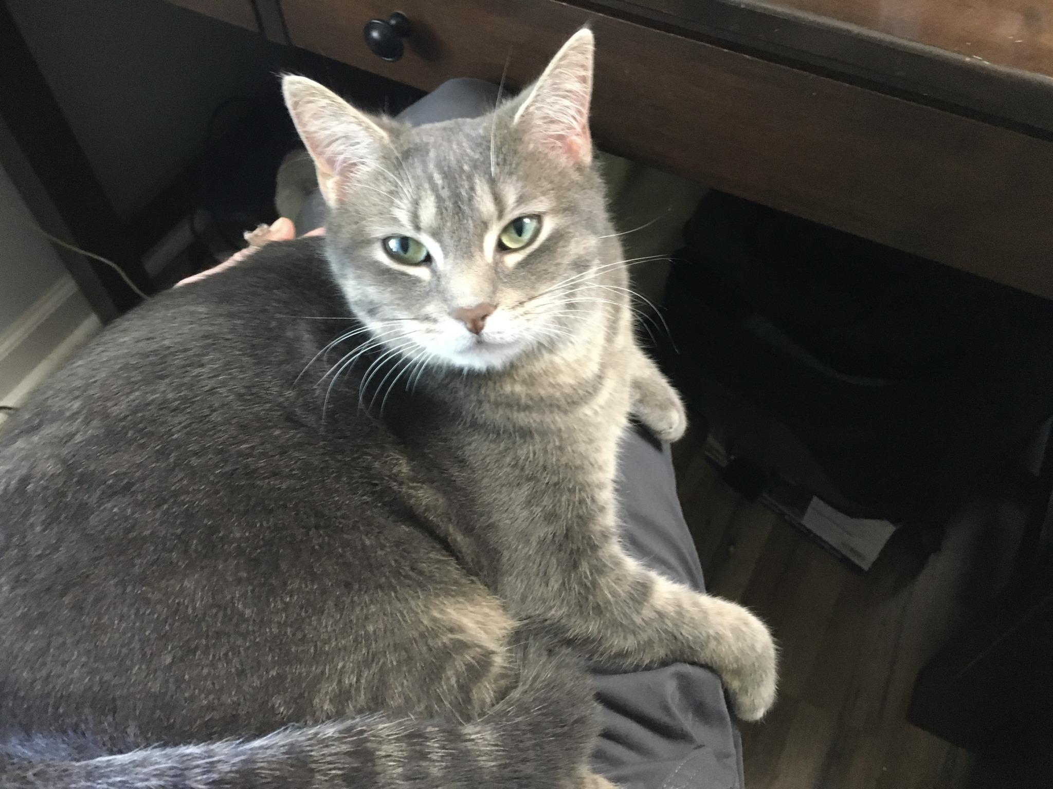 Maddie, a Adoptable Tabby in Charleston, WV image 4/4