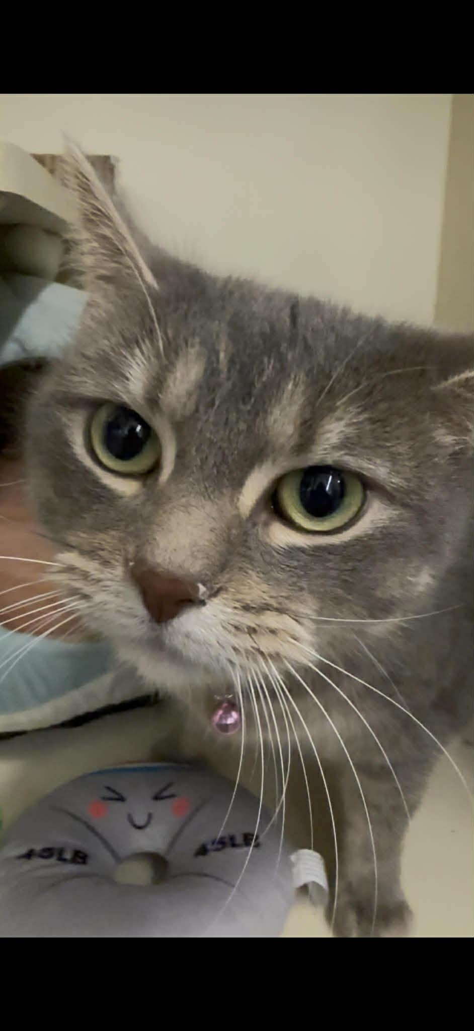 Maddie, Adoptable, Young Female Tabby.