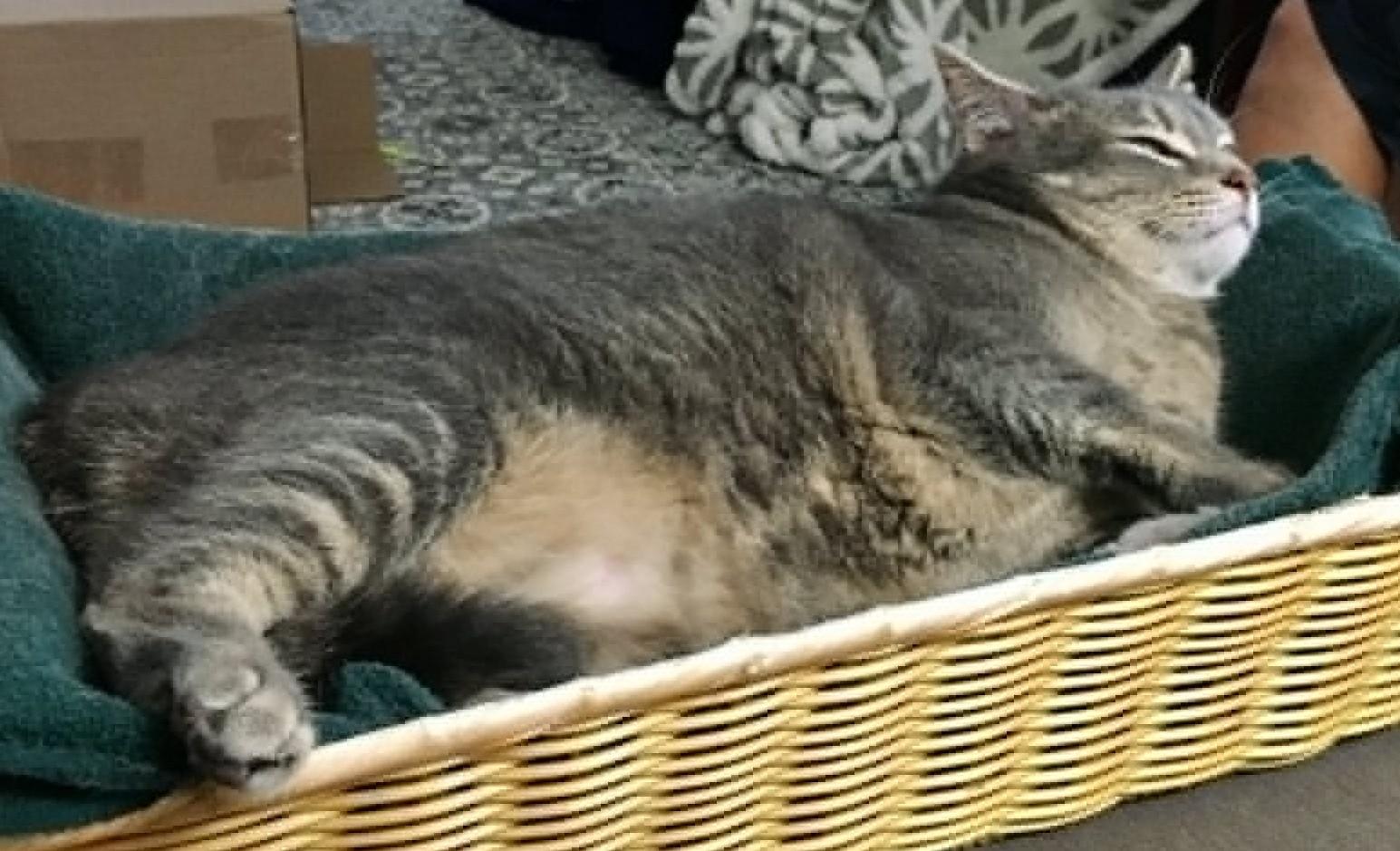 Maddie, a Adoptable Tabby in Charleston, WV image 3/4