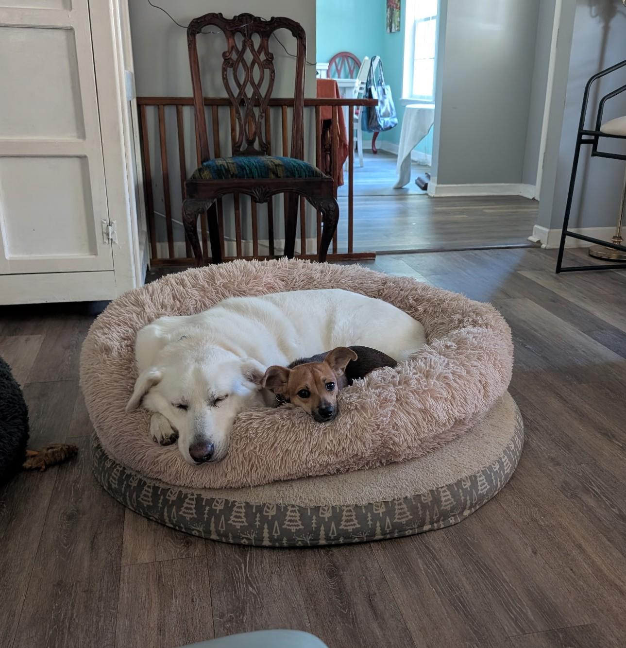 Alyssa, a Adoptable mixed breed in Wilmington, NC image 2/3