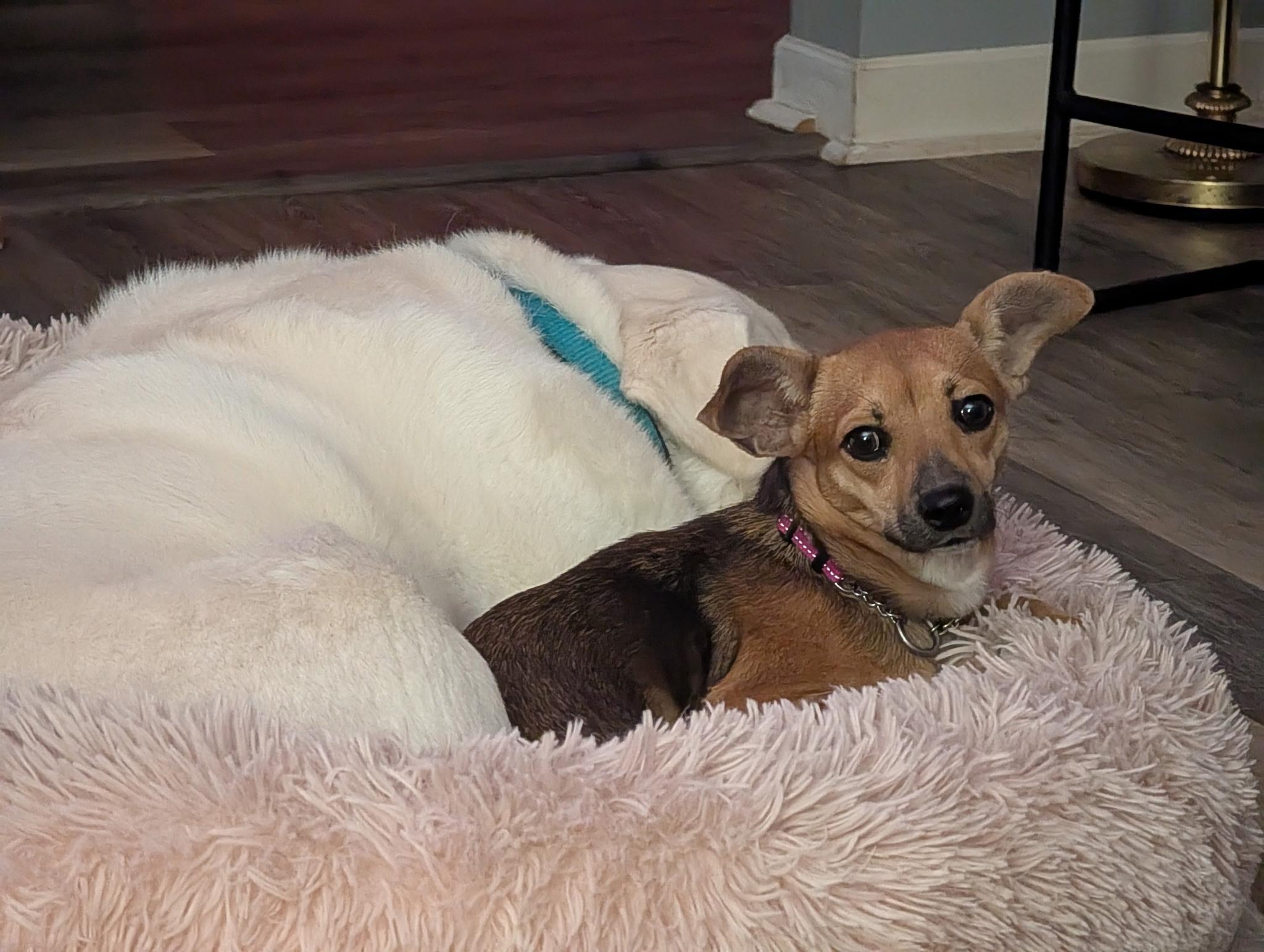 Alyssa, Adoptable, Young Female Chihuahua.