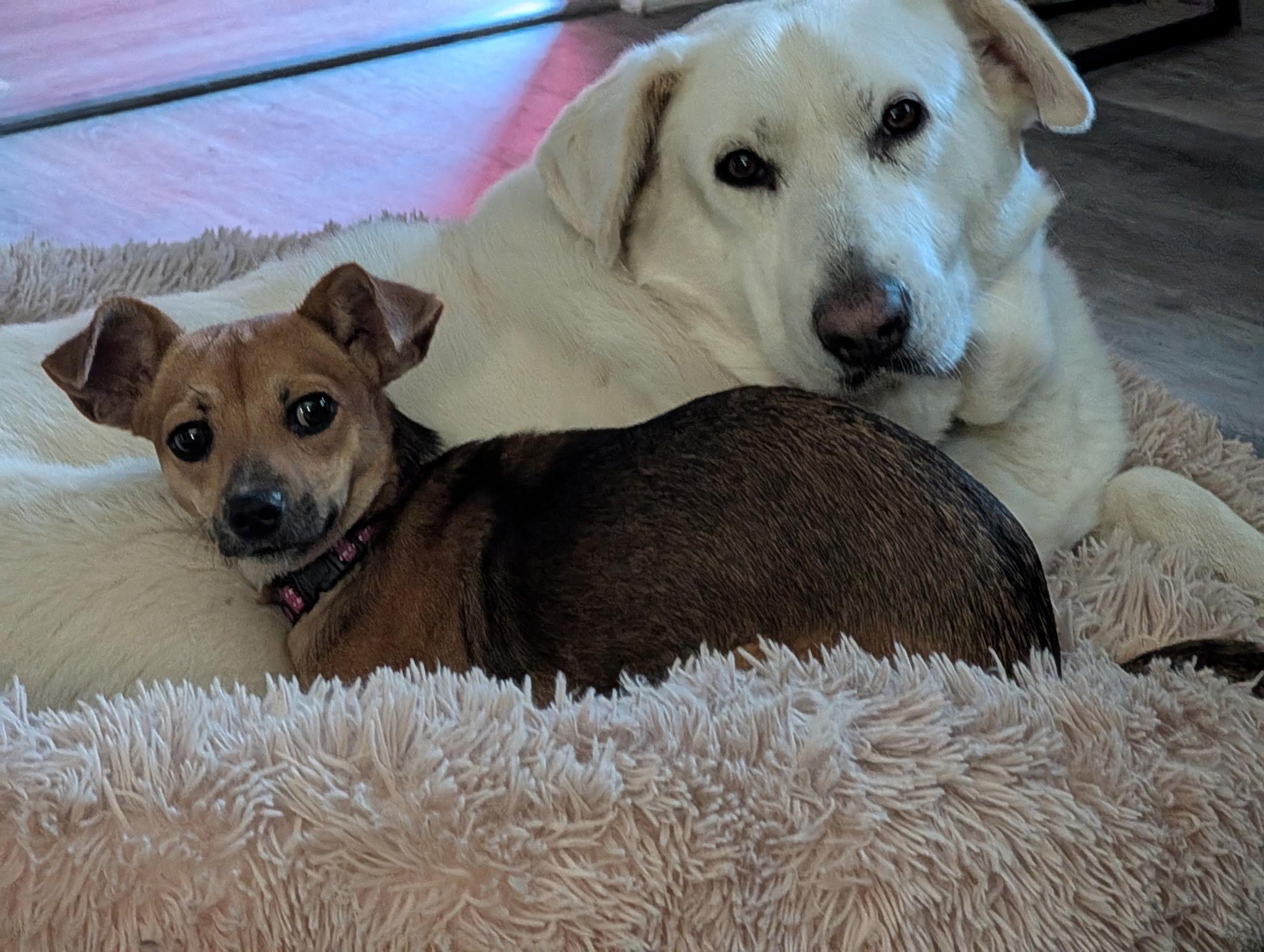 Alyssa, a Adoptable mixed breed in Wilmington, NC image 3/3