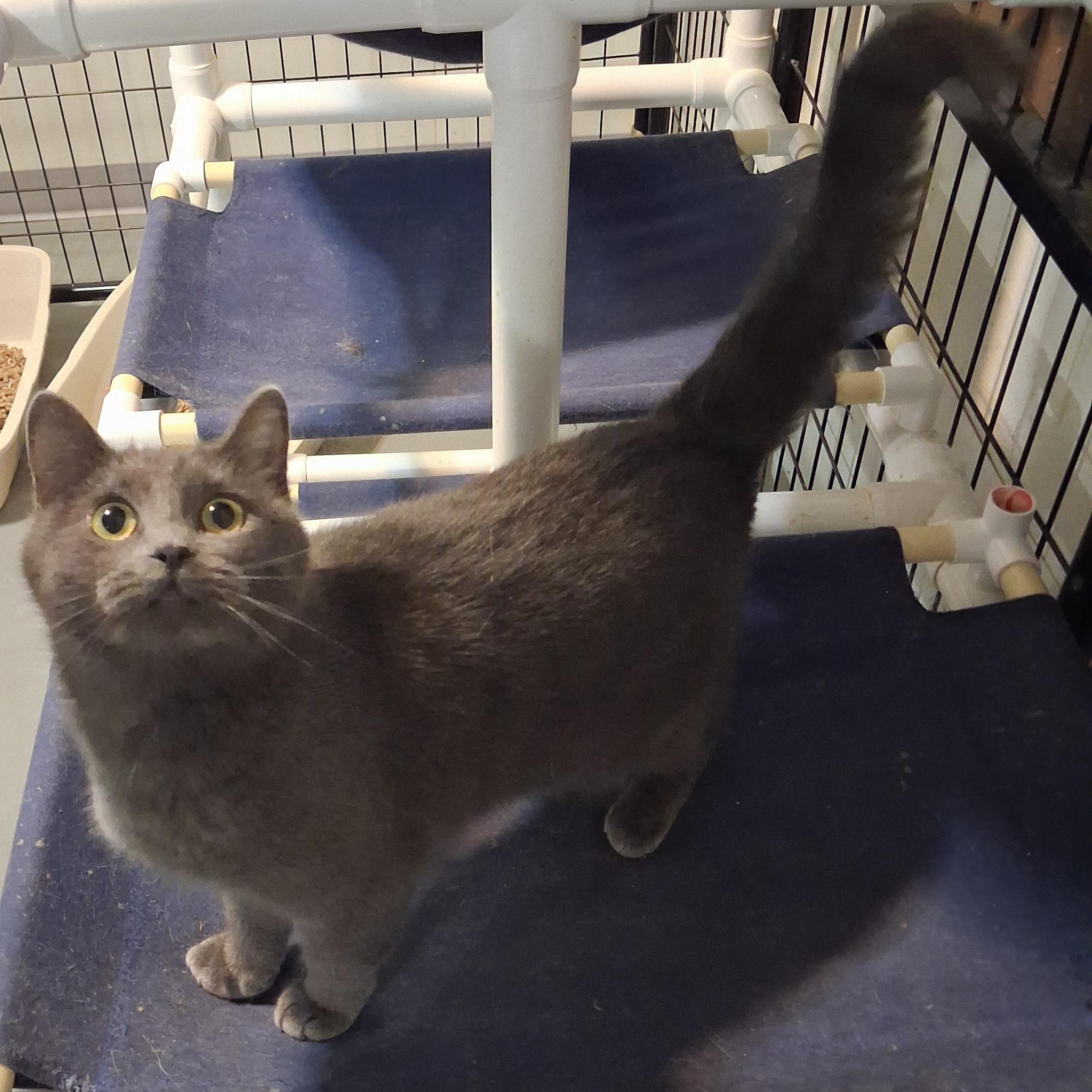 Mae, Adoptable, Kitten Female American Shorthair.