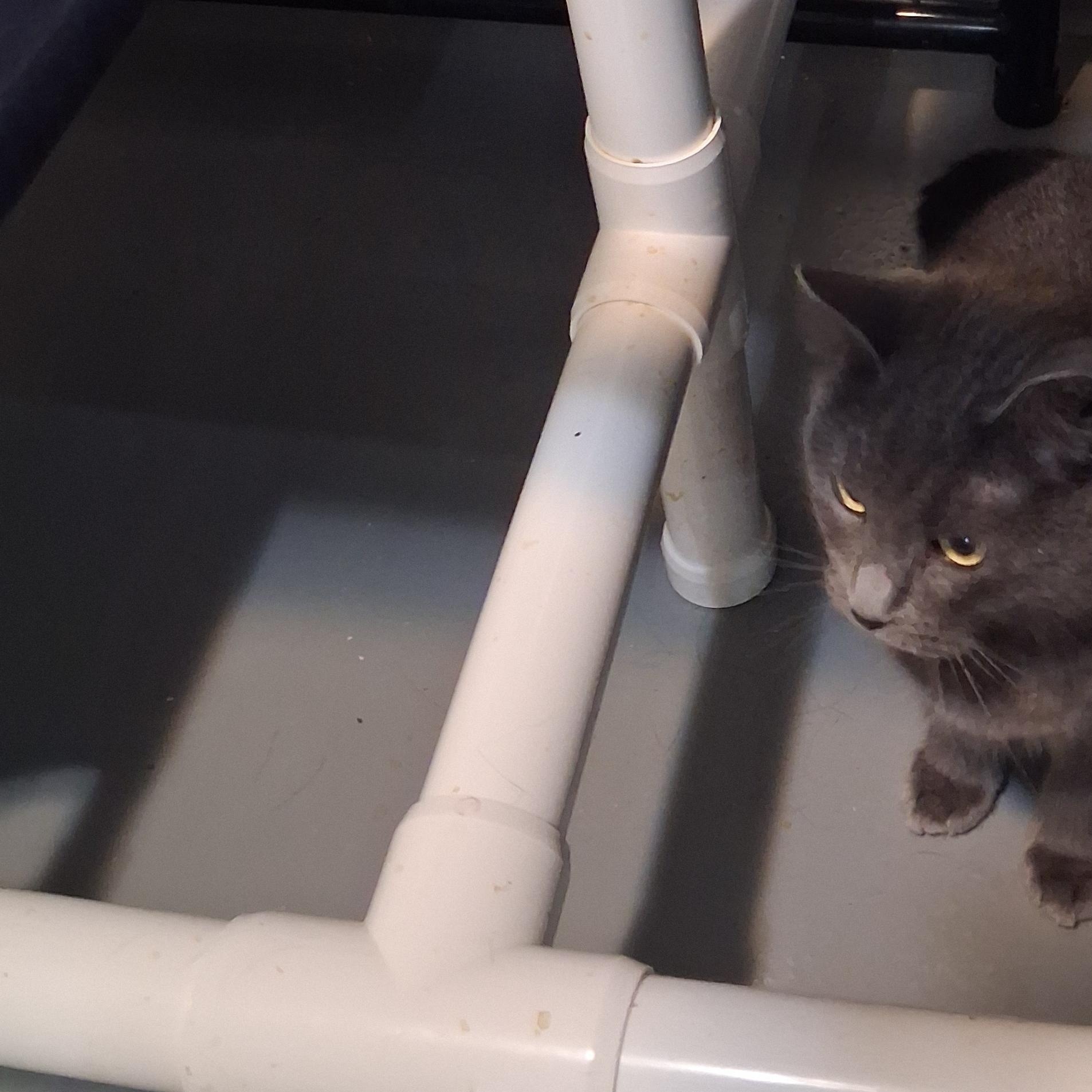 Enlarge Mae, a Adoptable American Shorthair in Iowa Falls, IA image 3/3