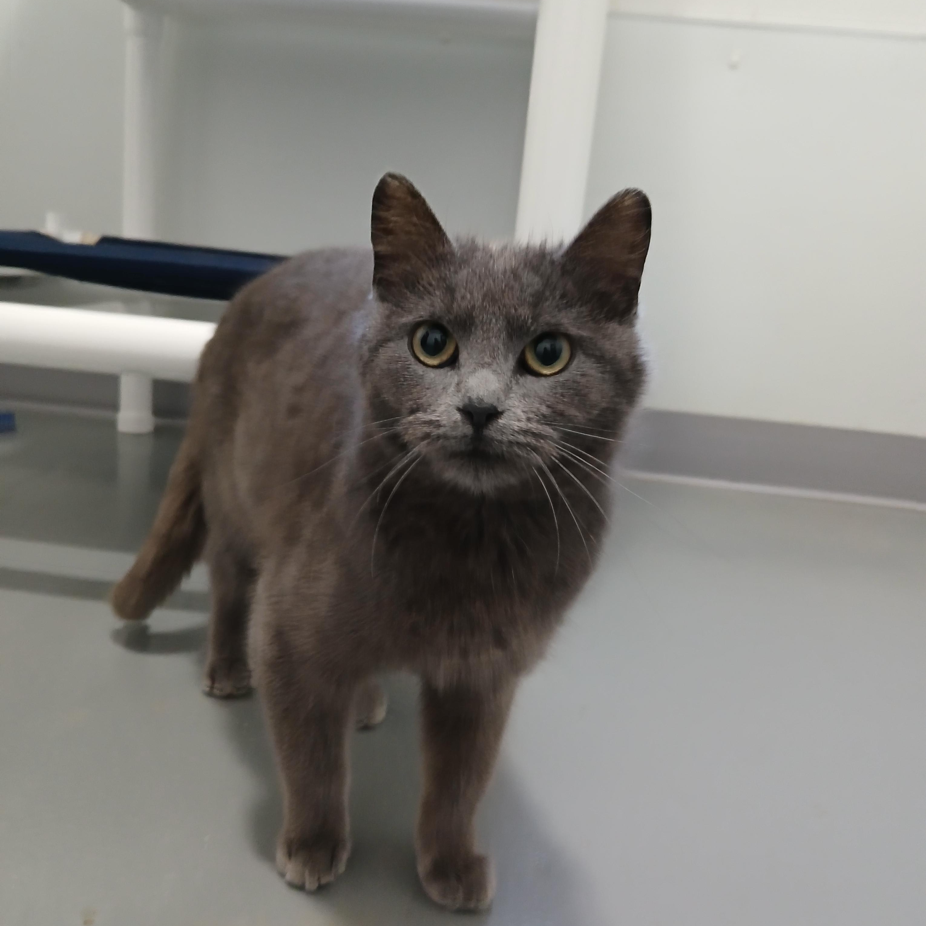 Mae, ADOPTABLE, Kitten Female American Shorthair.
