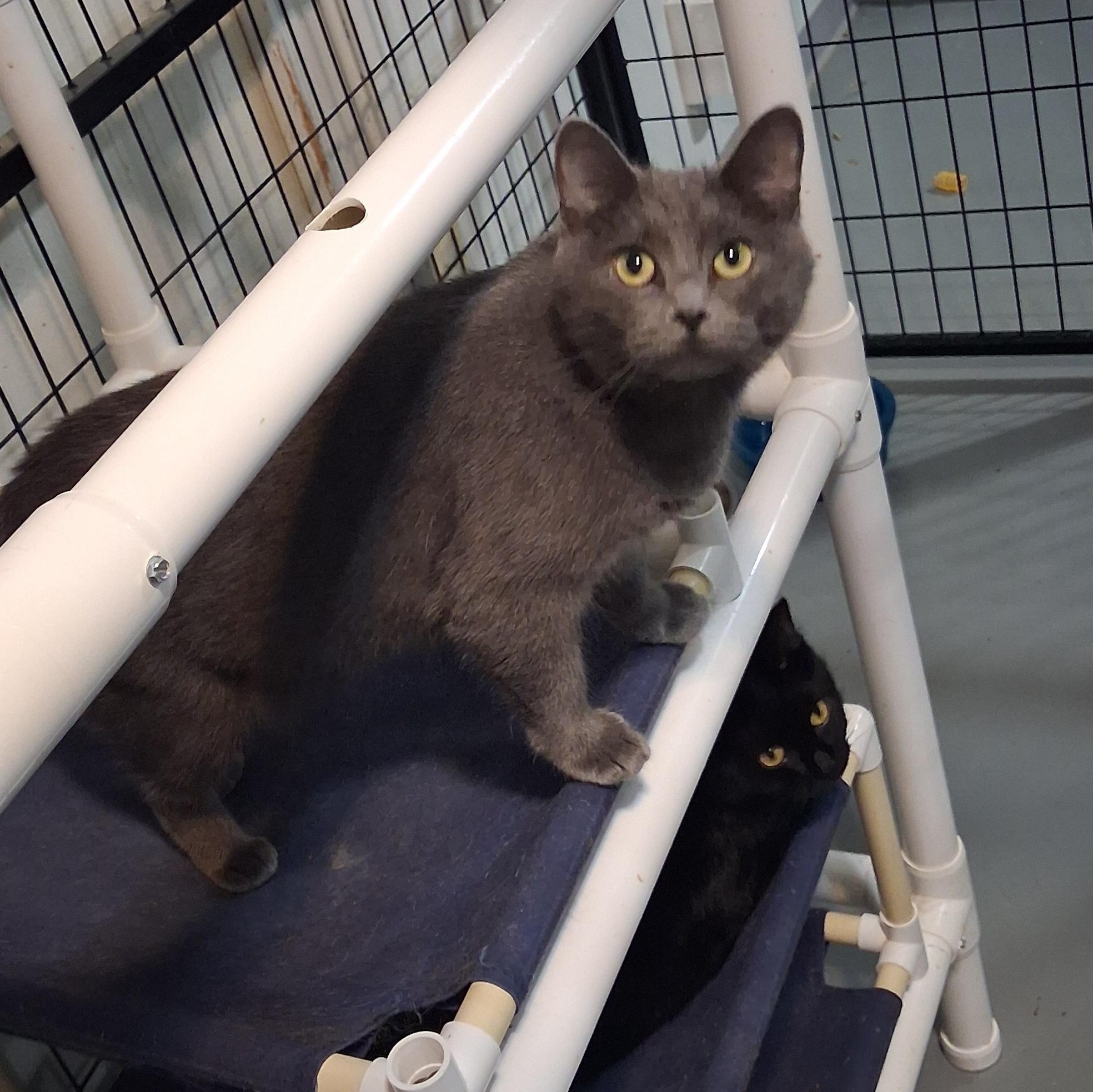 Enlarge Mae, a Adoptable American Shorthair in Iowa Falls, IA image 2/3