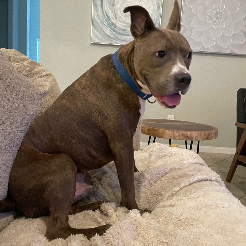 Hydro, a Adoptable mixed breed in Puyallup, WA image 3/6