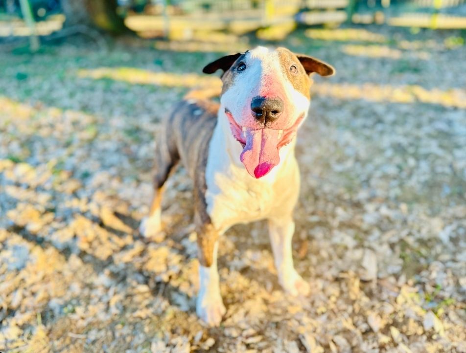 ACHILLES, an adoptable Bull Terrier in Olympia, WA, 98516 | Photo Image 3