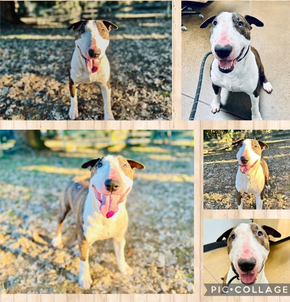 ACHILLES, an adoptable Bull Terrier in Olympia, WA, 98516 | Photo Image 1