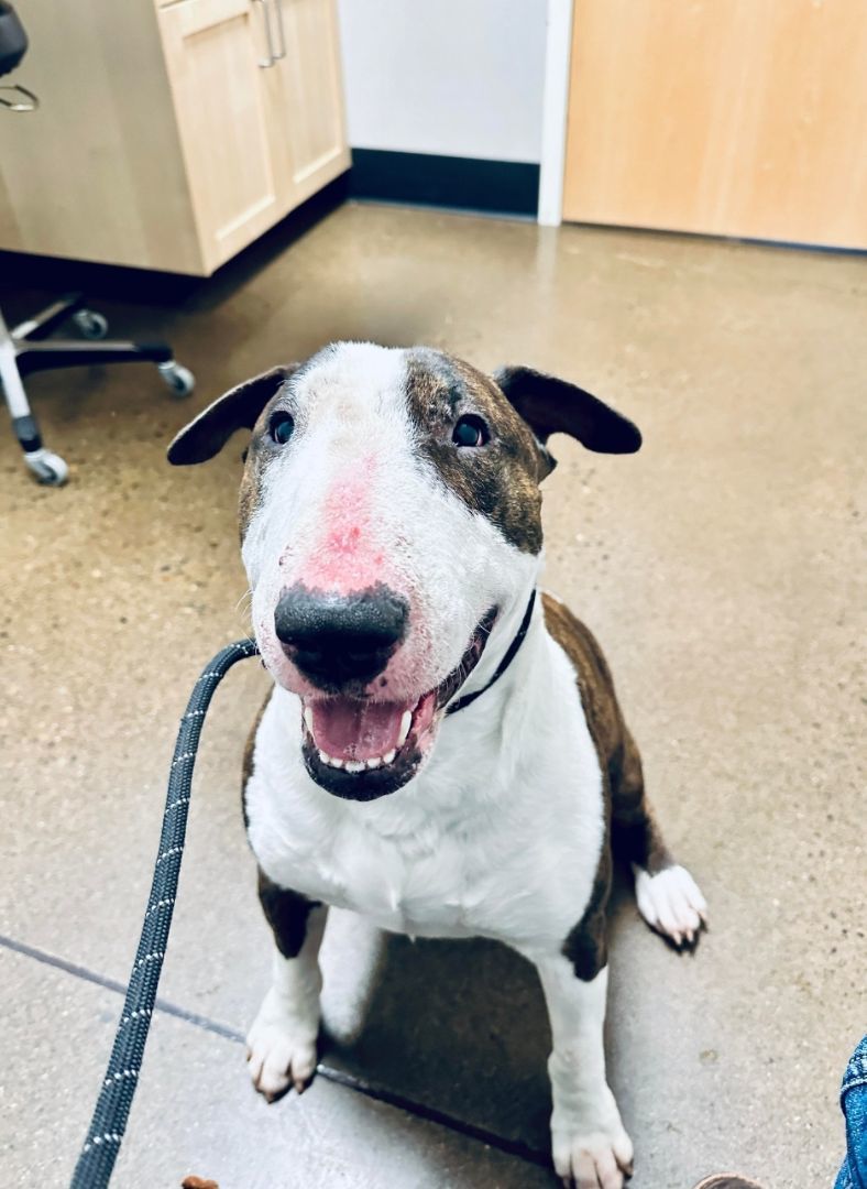 ACHILLES, an adoptable Bull Terrier in Olympia, WA, 98516 | Photo Image 2
