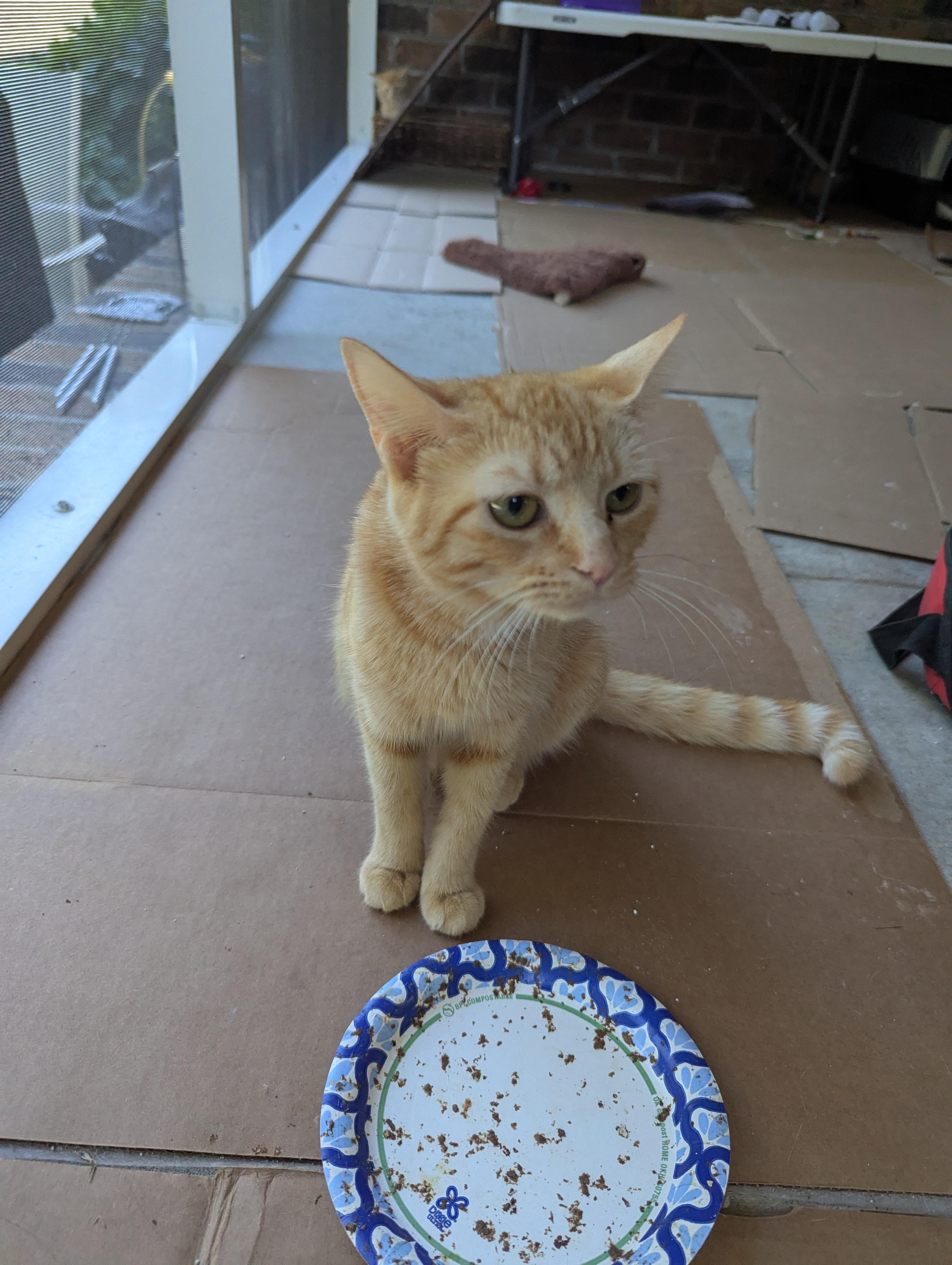 Mabel, a Adoptable Domestic Short Hair in Malden, MA image 2/3