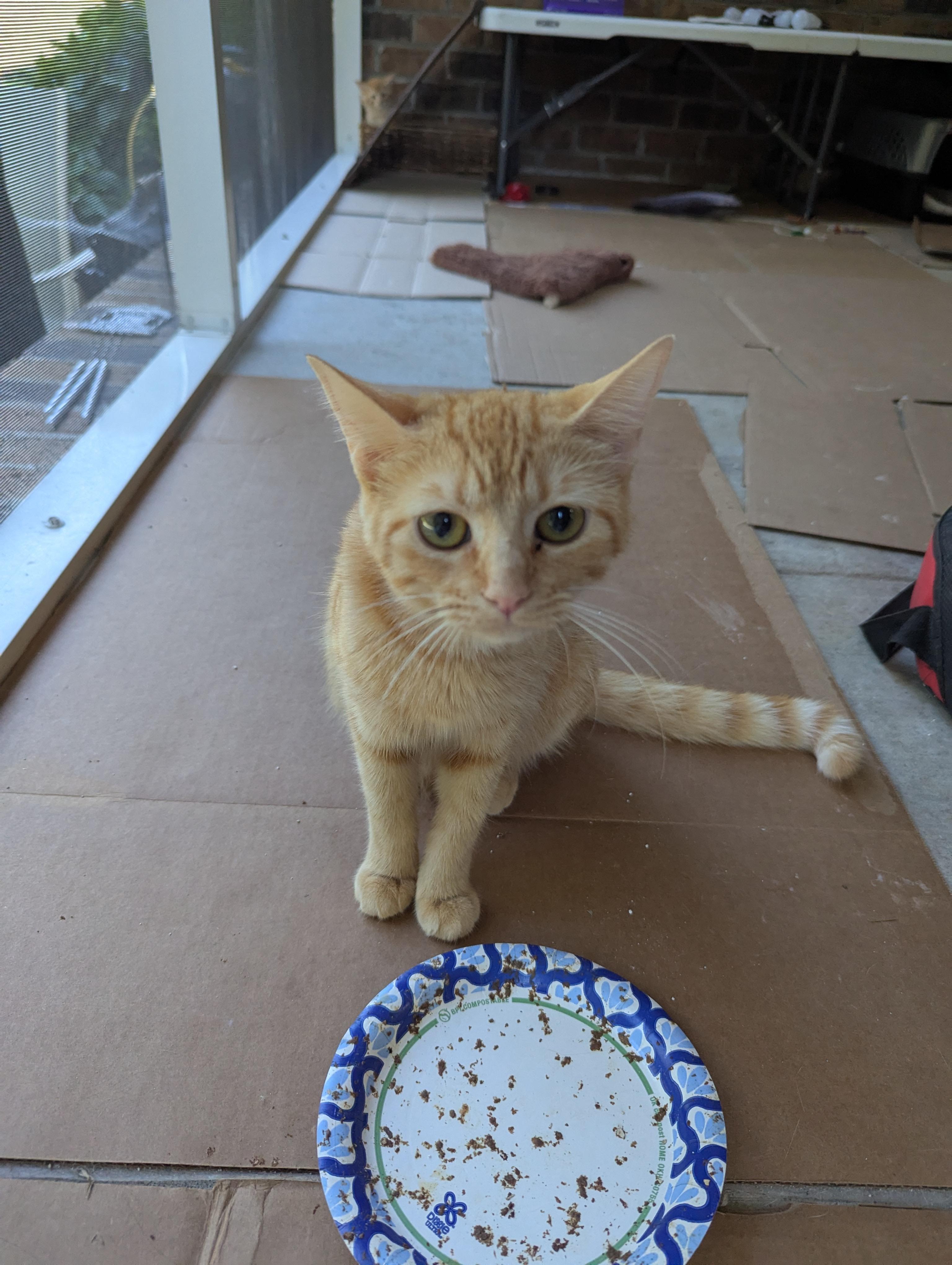 Mabel, a Adoptable Domestic Short Hair in Malden, MA image 3/3