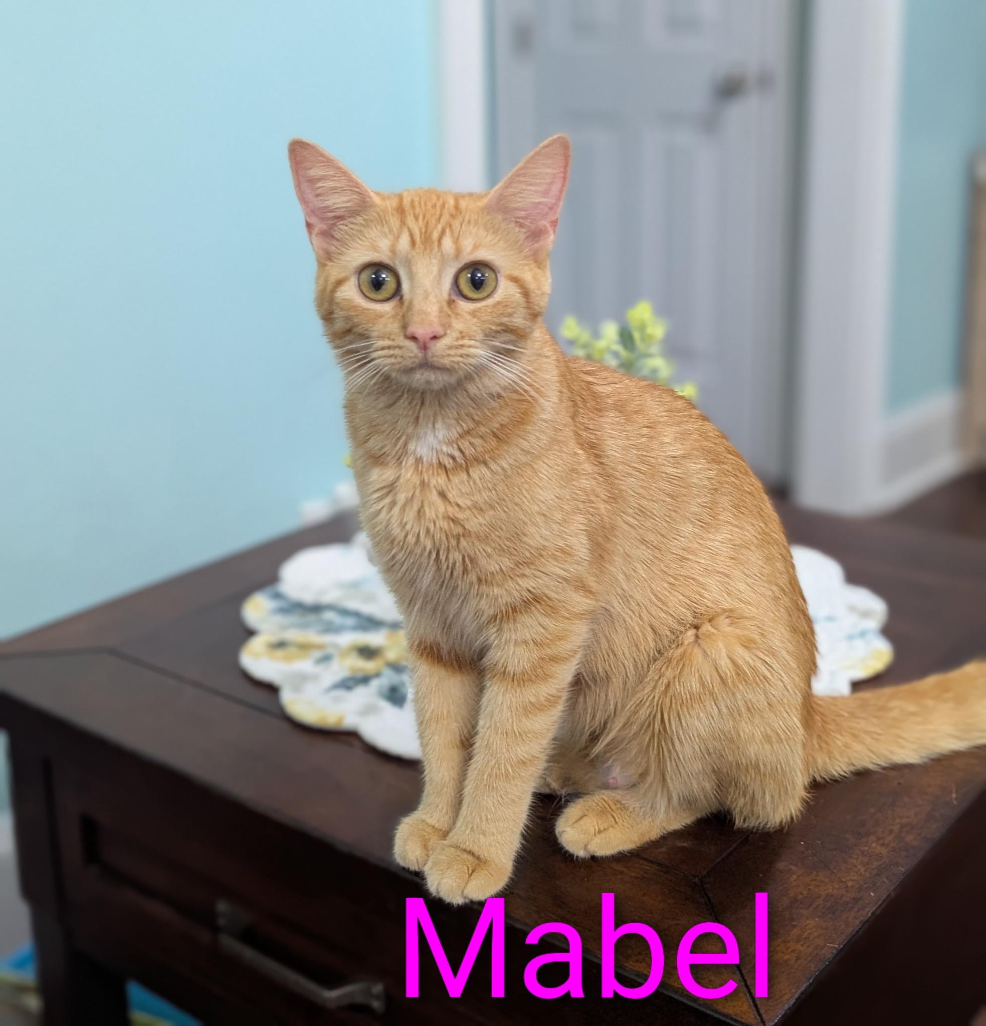 Mabel, a Adoptable Domestic Short Hair in Malden, MA image 1/3