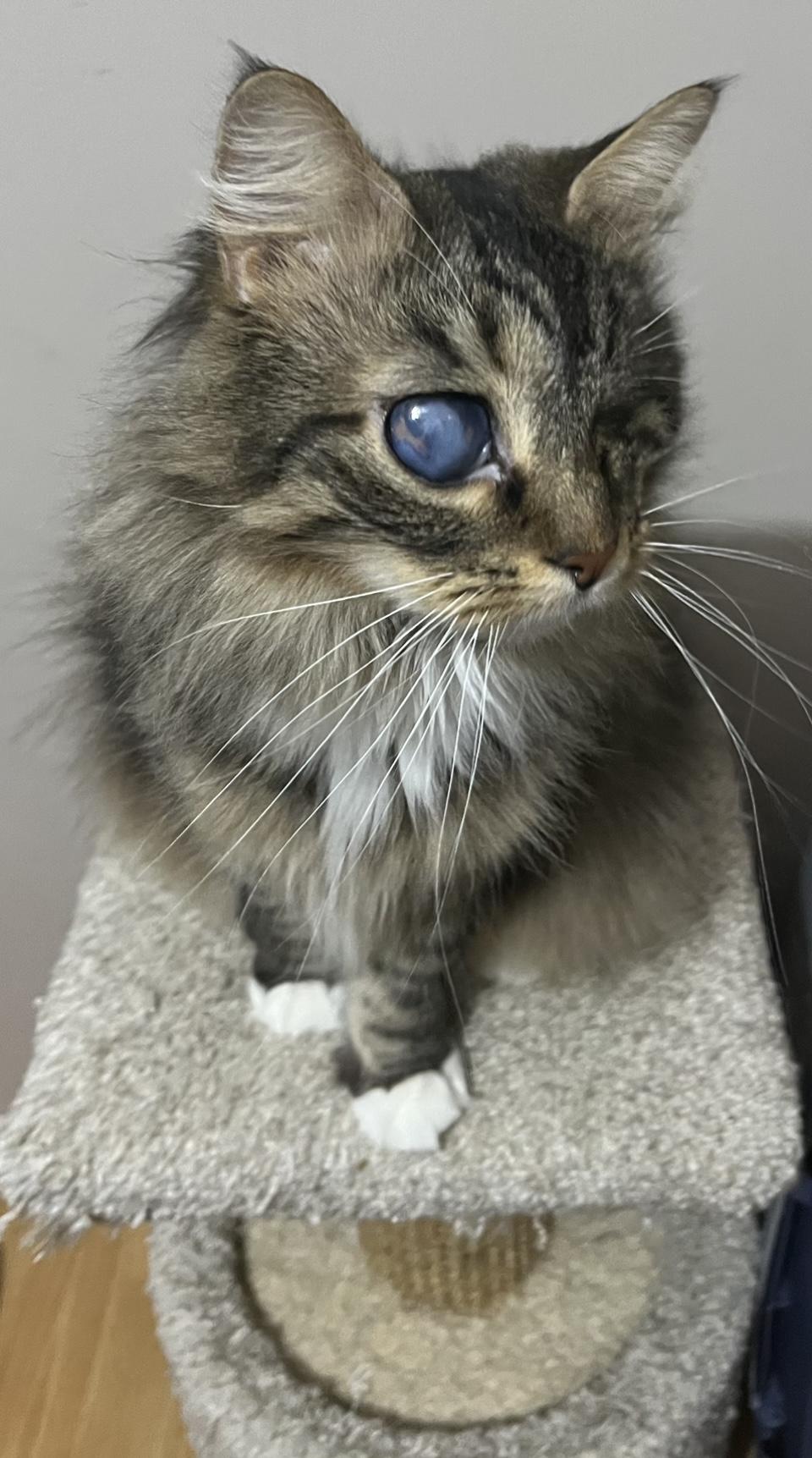 Enlarge Eyelinn, a Adoptable Domestic Medium Hair in Battle Ground, IN image 3/4