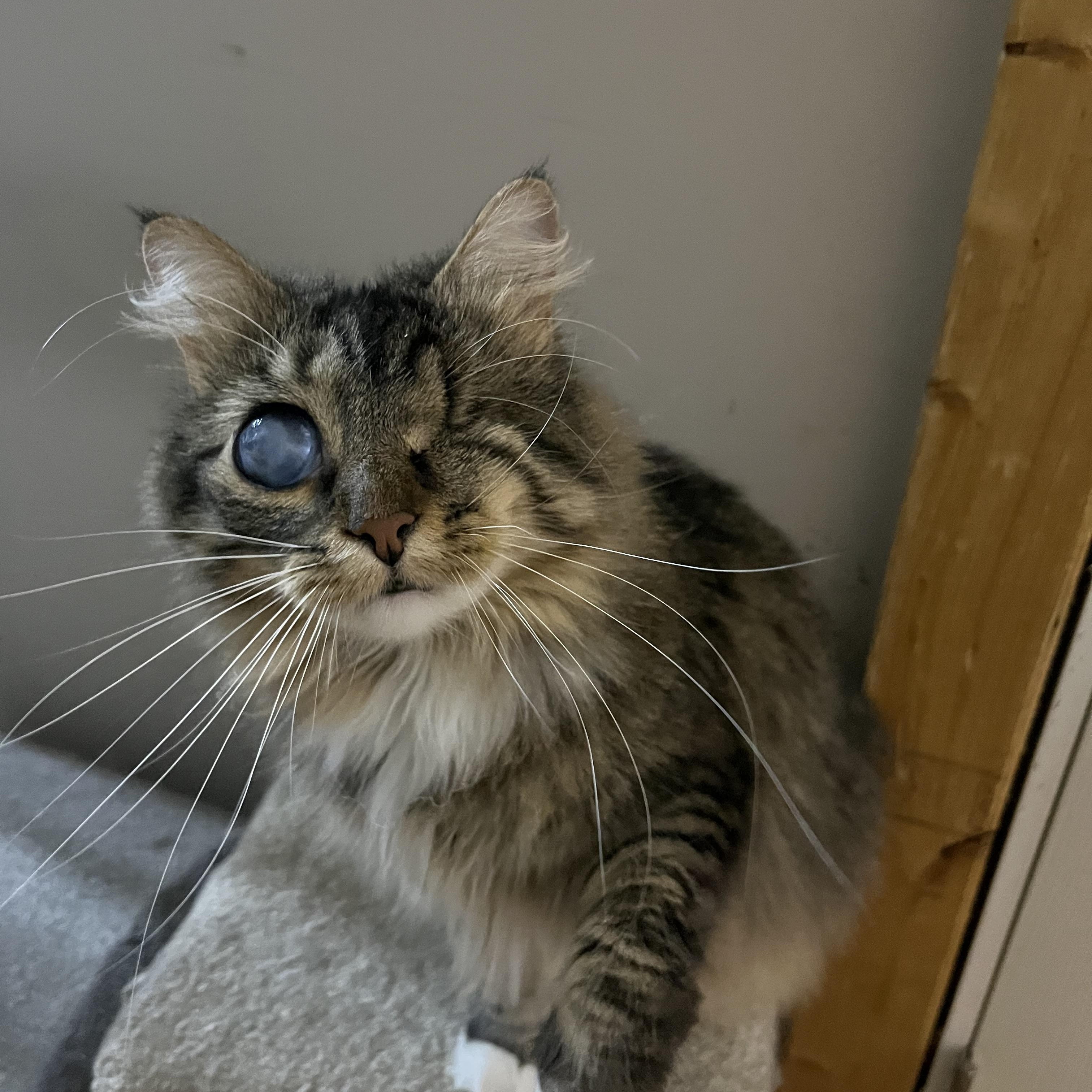 Enlarge Eyelinn, a Adoptable Domestic Medium Hair in Battle Ground, IN image 2/4
