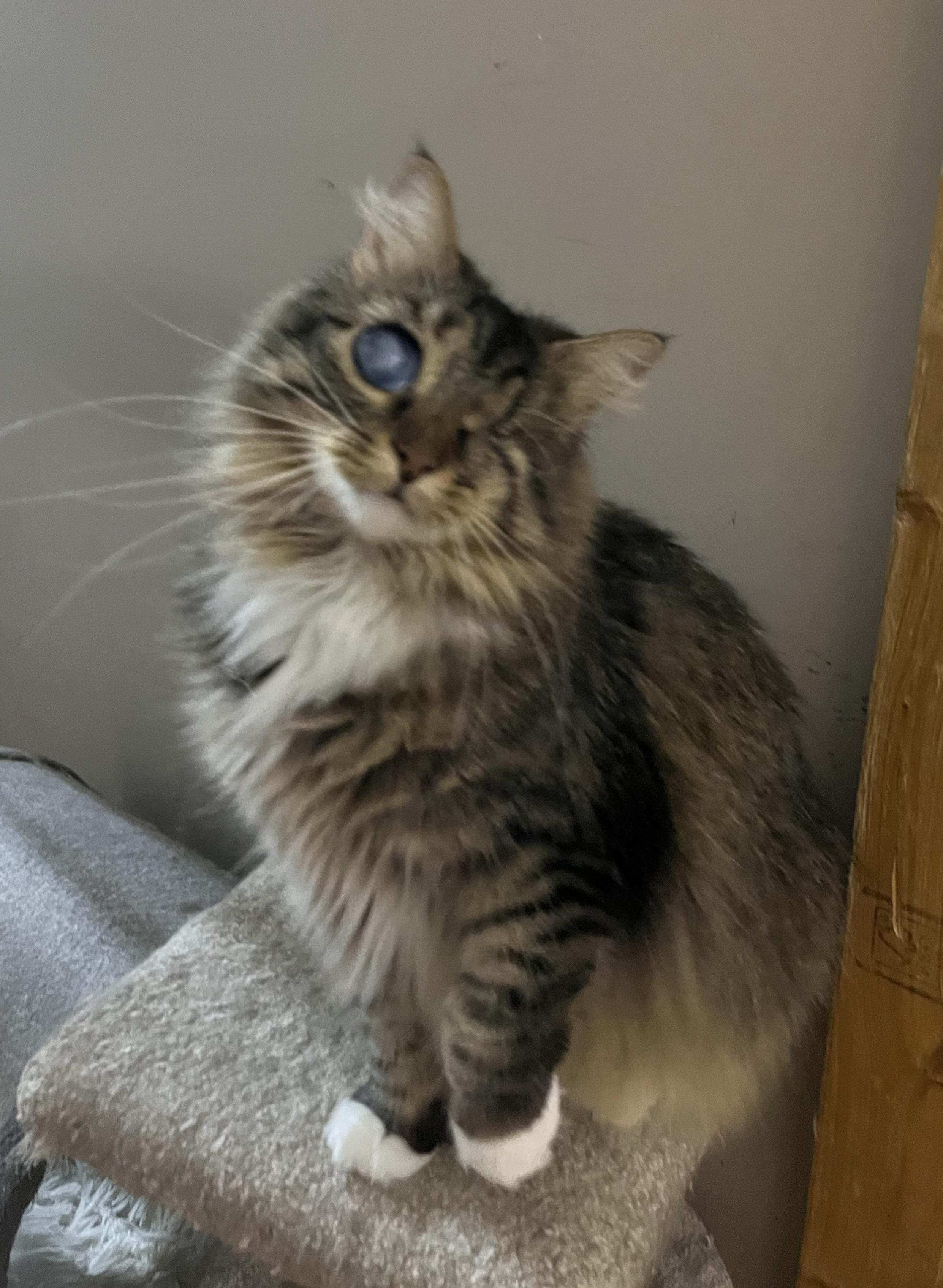 Eyelinn, Adoptable, Adult Female Domestic Medium Hair.