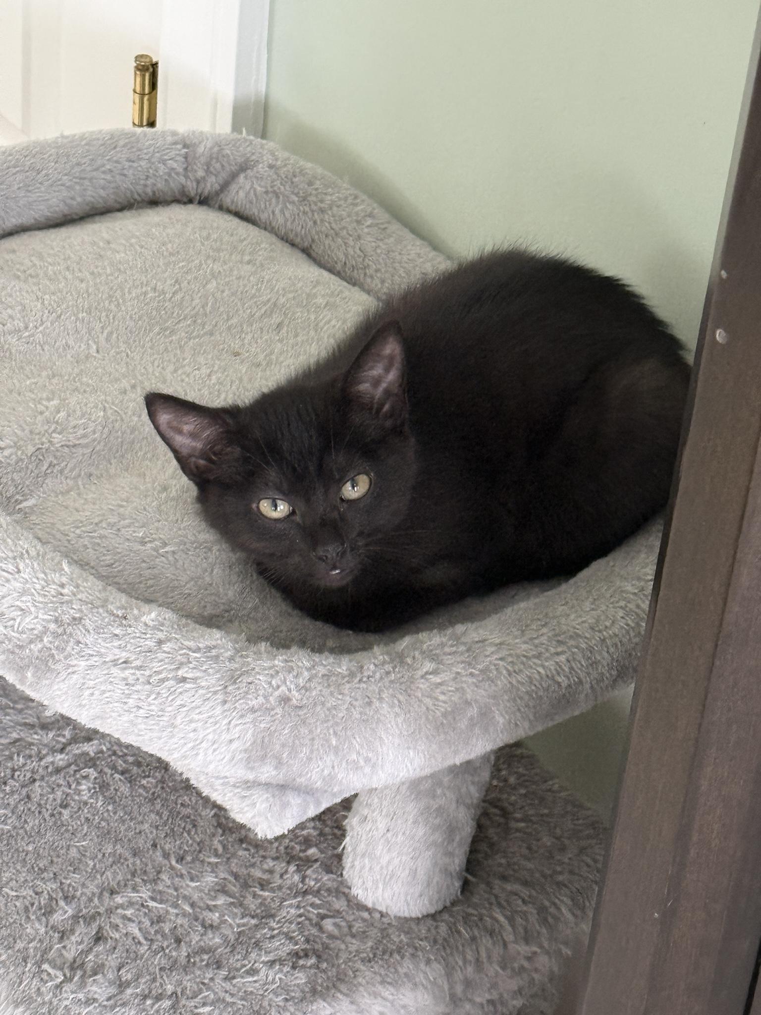 Enlarge Macchiato, a ADOPTABLE Domestic Short Hair in Suffolk, VA image 1/1