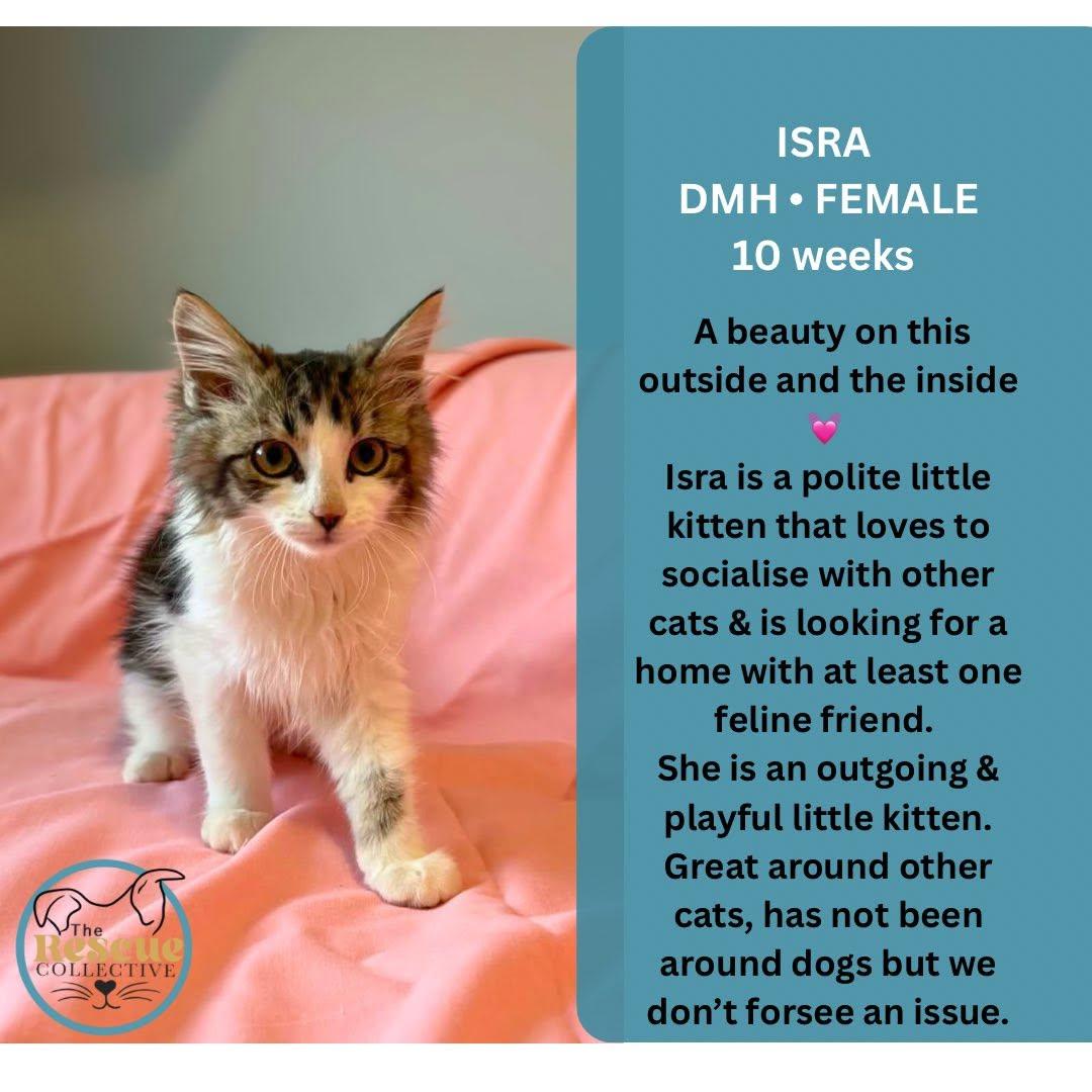 Enlarge Isra, an adopted Domestic Medium Hair in Clive, AB image 1/1