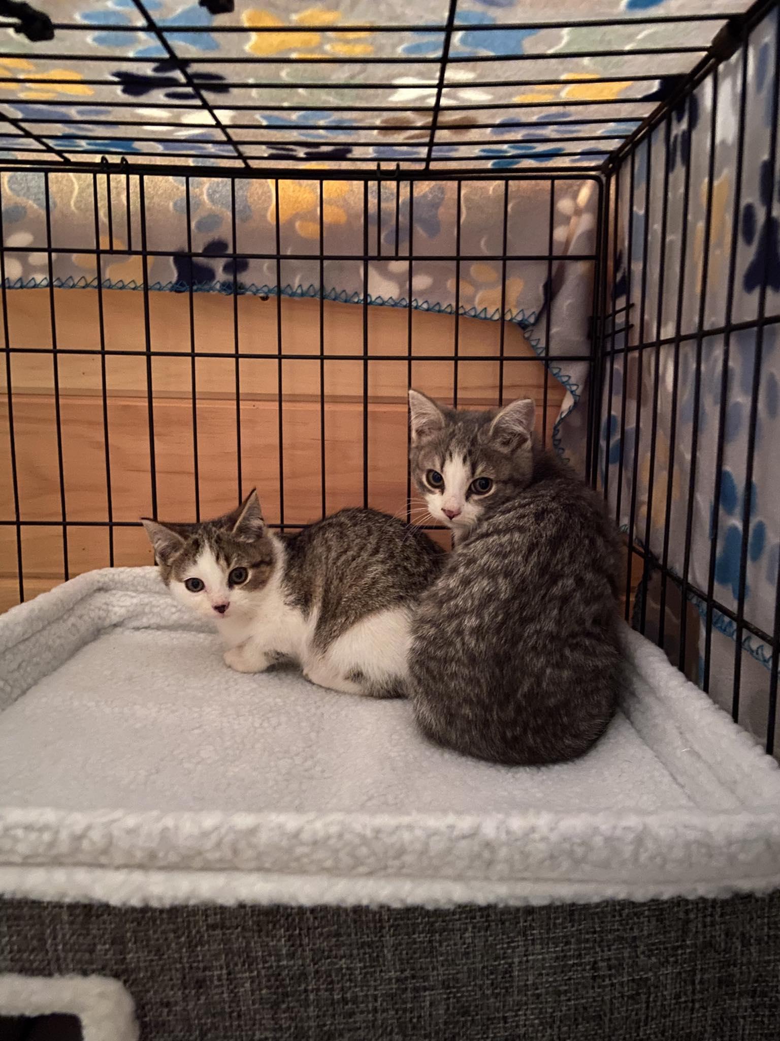 Enlarge Hazel (Right), a Adoptable Domestic Short Hair in Reading, PA image 1/1