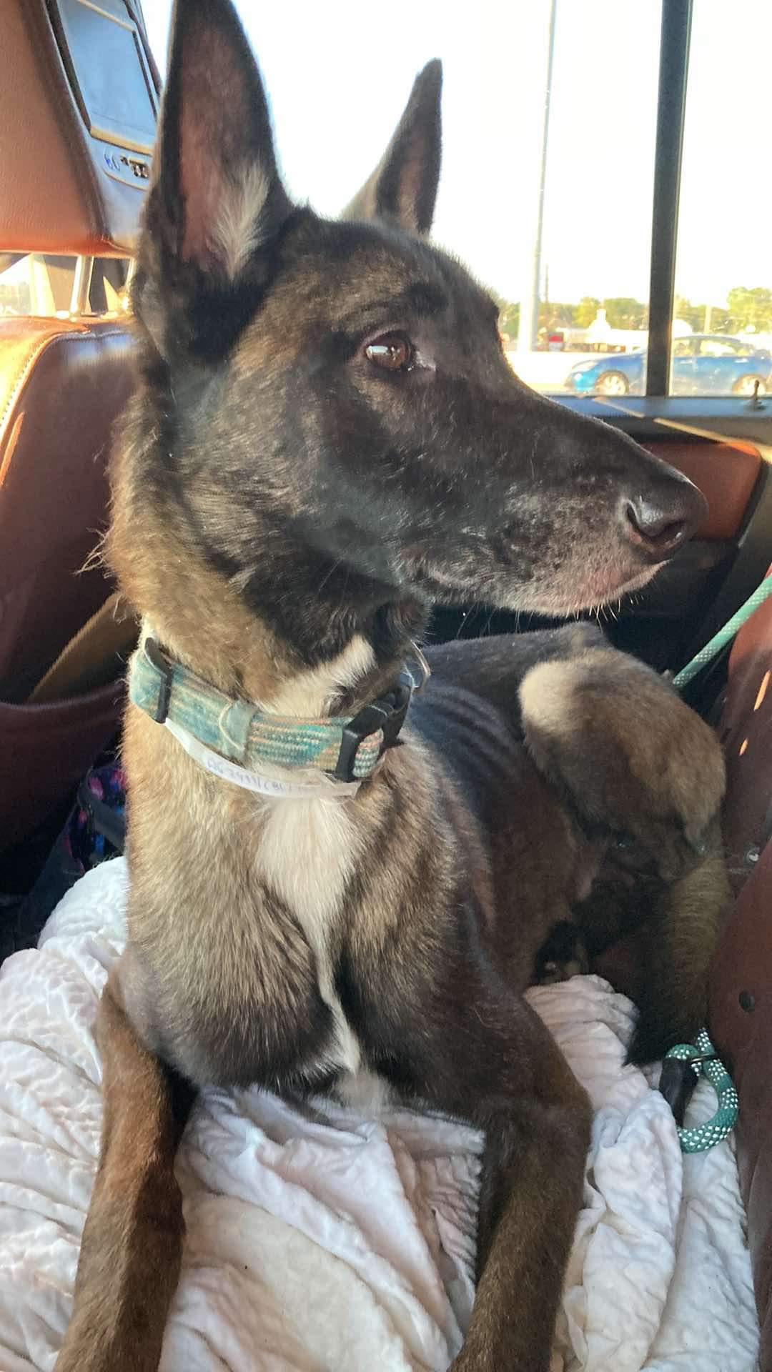 River, a Adoptable Belgian Shepherd / Malinois in Brookshire, TX image 1/3