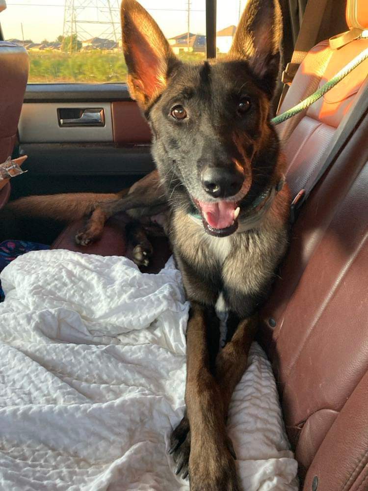 River, a Adoptable Belgian Shepherd / Malinois in Brookshire, TX image 2/3