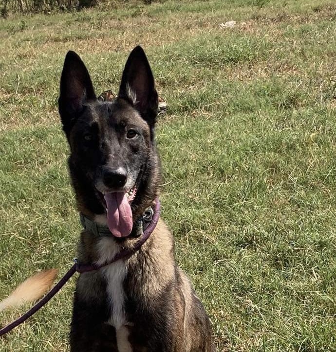 River, Adoptable, Adult Male Belgian Shepherd / Malinois.