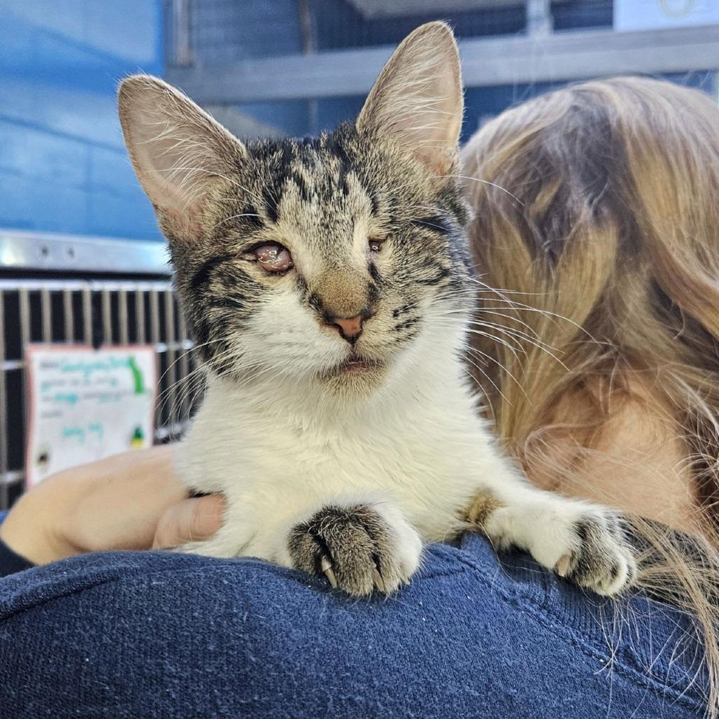 Graceland — thumbnail 2