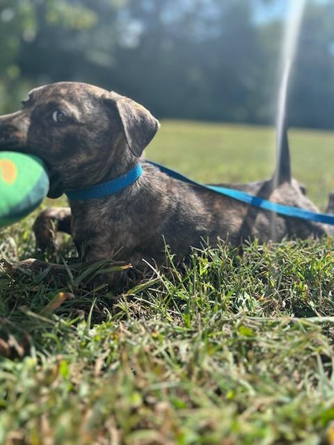 Enlarge Nutter Butter, a Adoptable mixed breed in Woburn, MA image 5/5