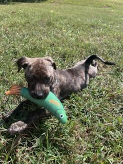 Enlarge Nutter Butter, a Adoptable mixed breed in Woburn, MA image 2/5