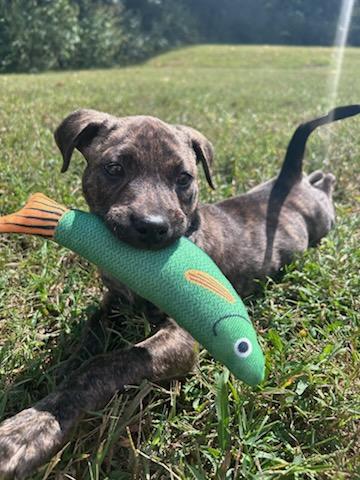 Enlarge Nutter Butter, a Adoptable mixed breed in Woburn, MA image 3/5