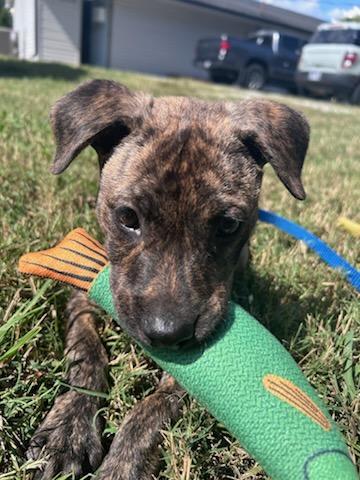 Enlarge Nutter Butter, a Adoptable mixed breed in Woburn, MA image 1/5