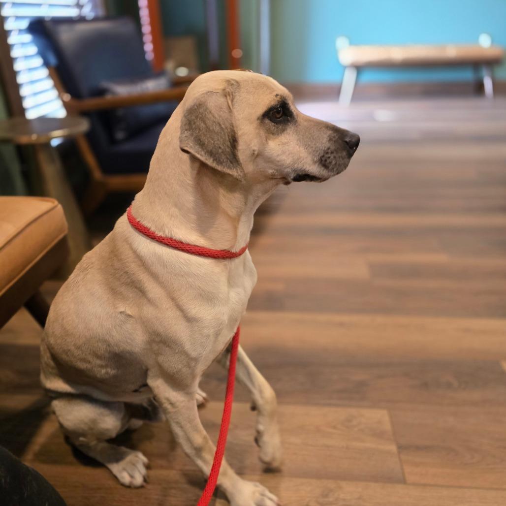 Milo, Adoptable, Adult Male Anatolian Shepherd.