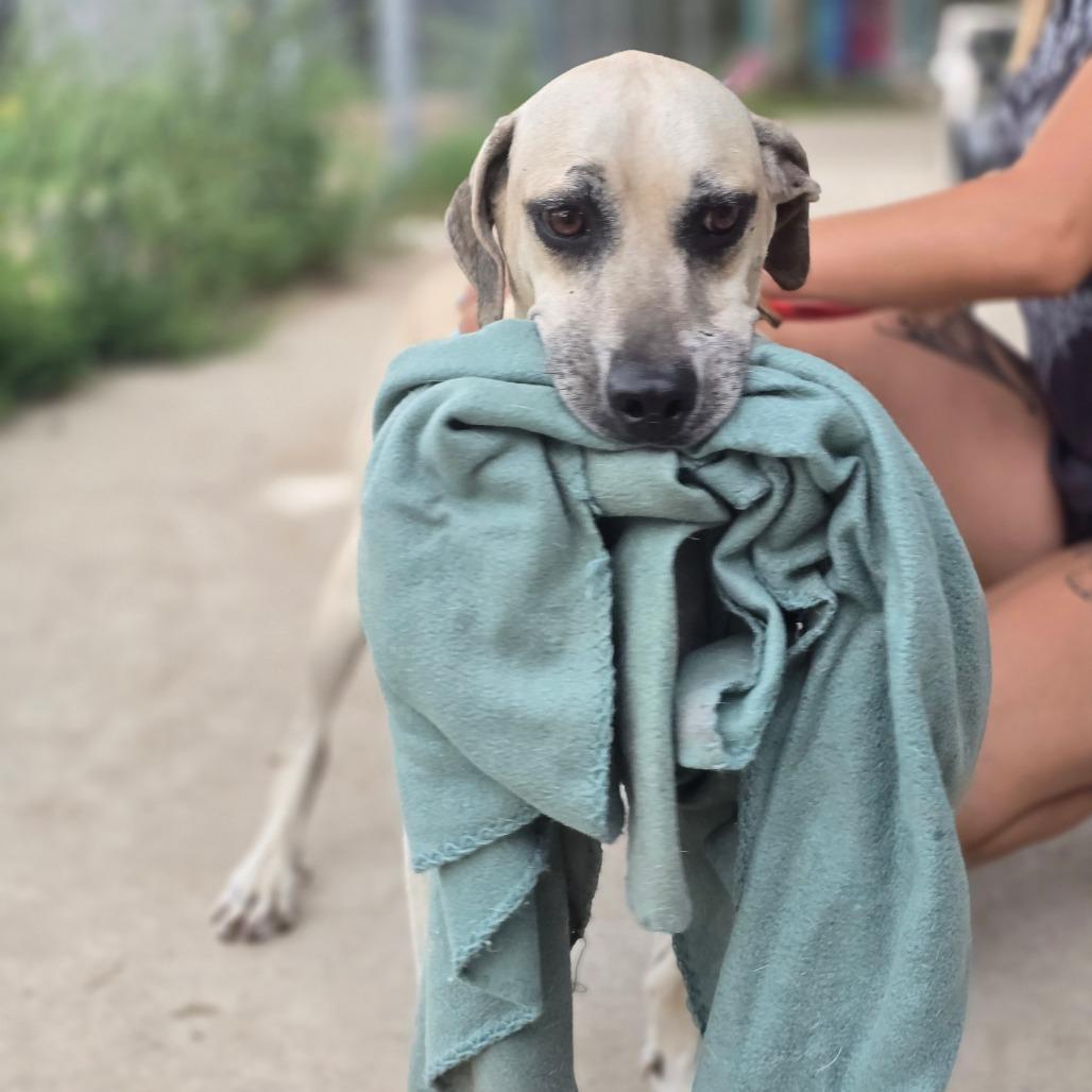 Enlarge Milo, a Adoptable Anatolian Shepherd in Hinesville, GA image 2/6
