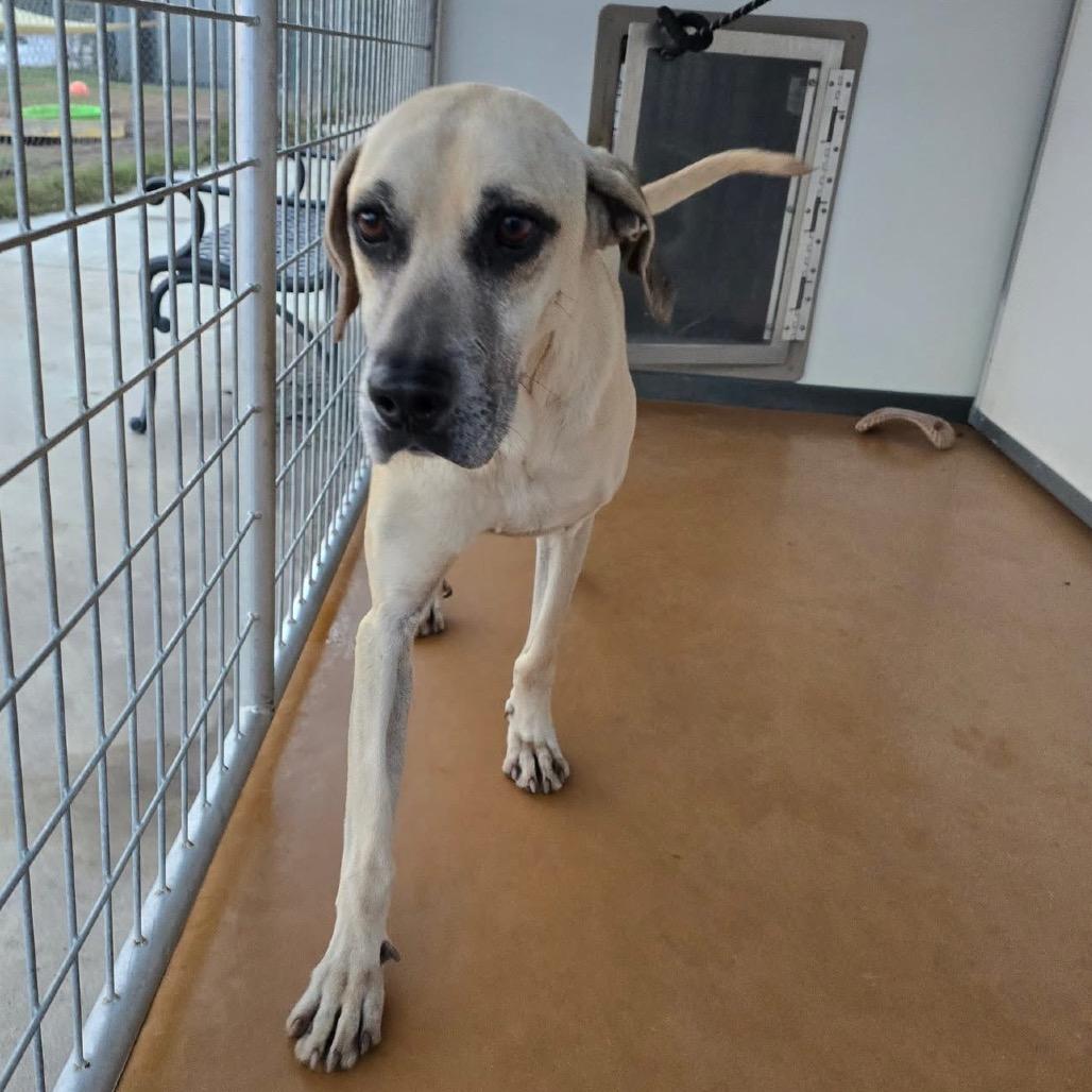 Milo, Adoptable, Adult Male Anatolian Shepherd.