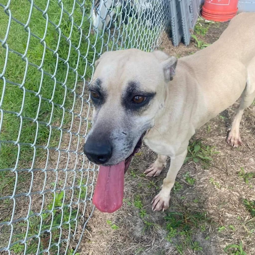 Enlarge Milo, a Adoptable Anatolian Shepherd in Hinesville, GA image 2/2