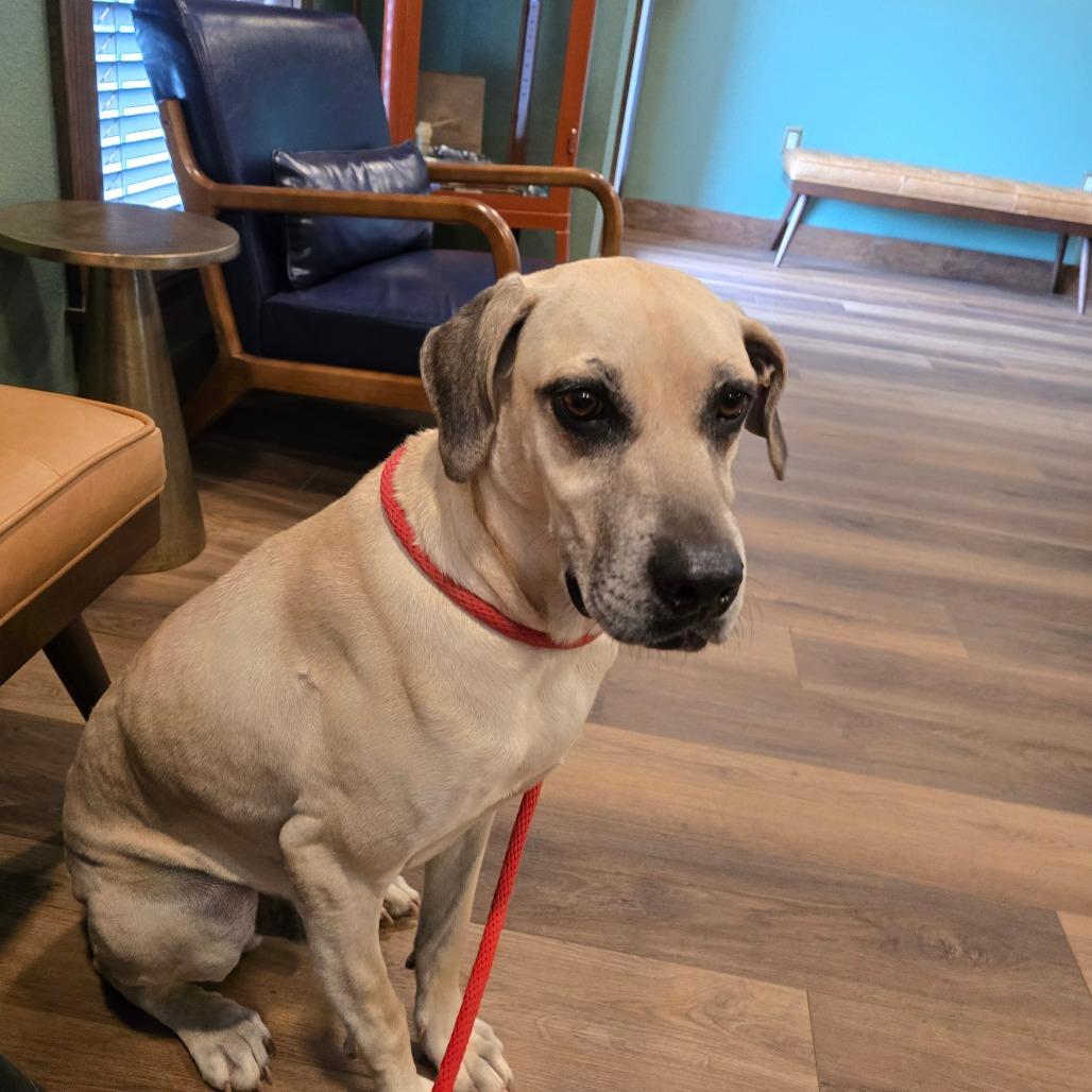 Enlarge Milo, a Adoptable Anatolian Shepherd in Hinesville, GA image 5/6