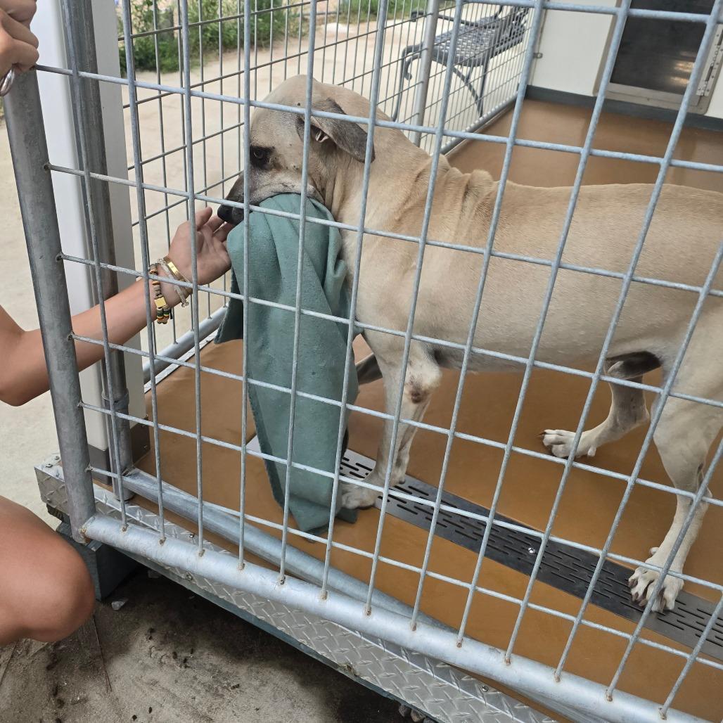 Enlarge Milo, a Adoptable Anatolian Shepherd in Hinesville, GA image 6/6