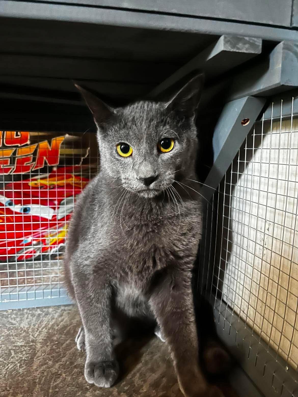 Ahi, ADOPTABLE, Kitten Male Domestic Short Hair.