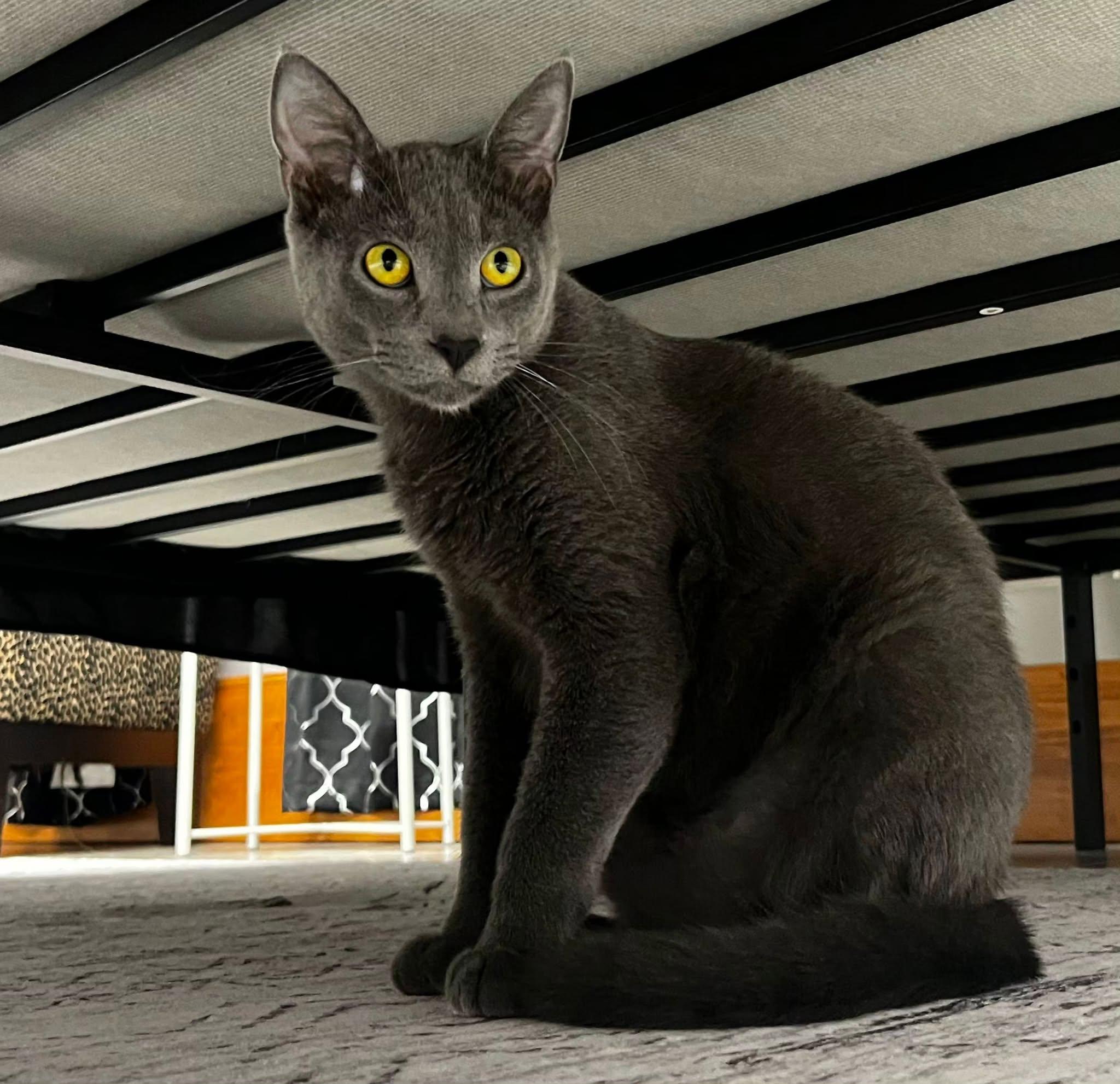 Ahi, Adoptable, Kitten Male Domestic Short Hair.