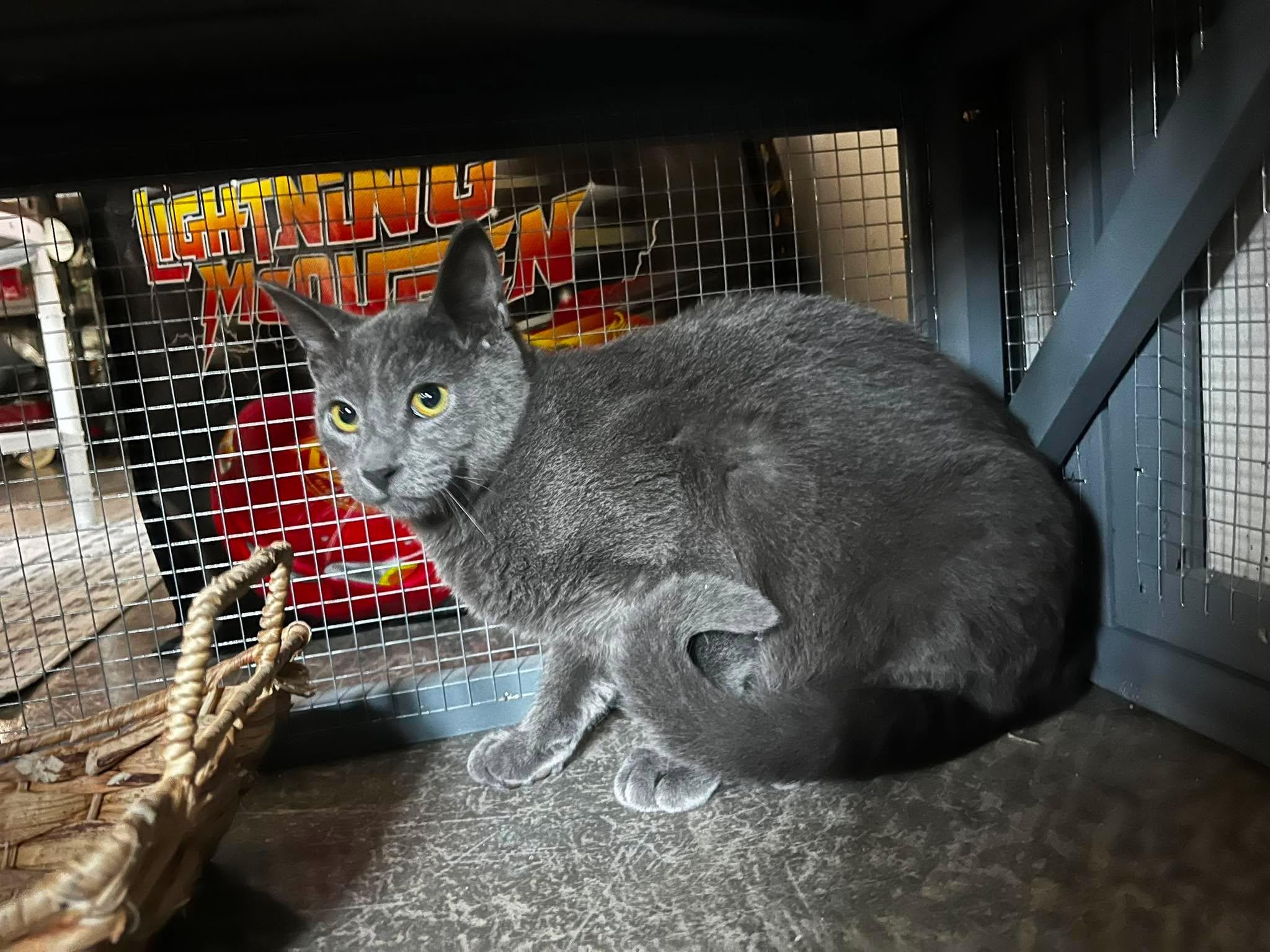 Enlarge Ahi, a ADOPTABLE Domestic Short Hair in Overland Park, KS image 3/4