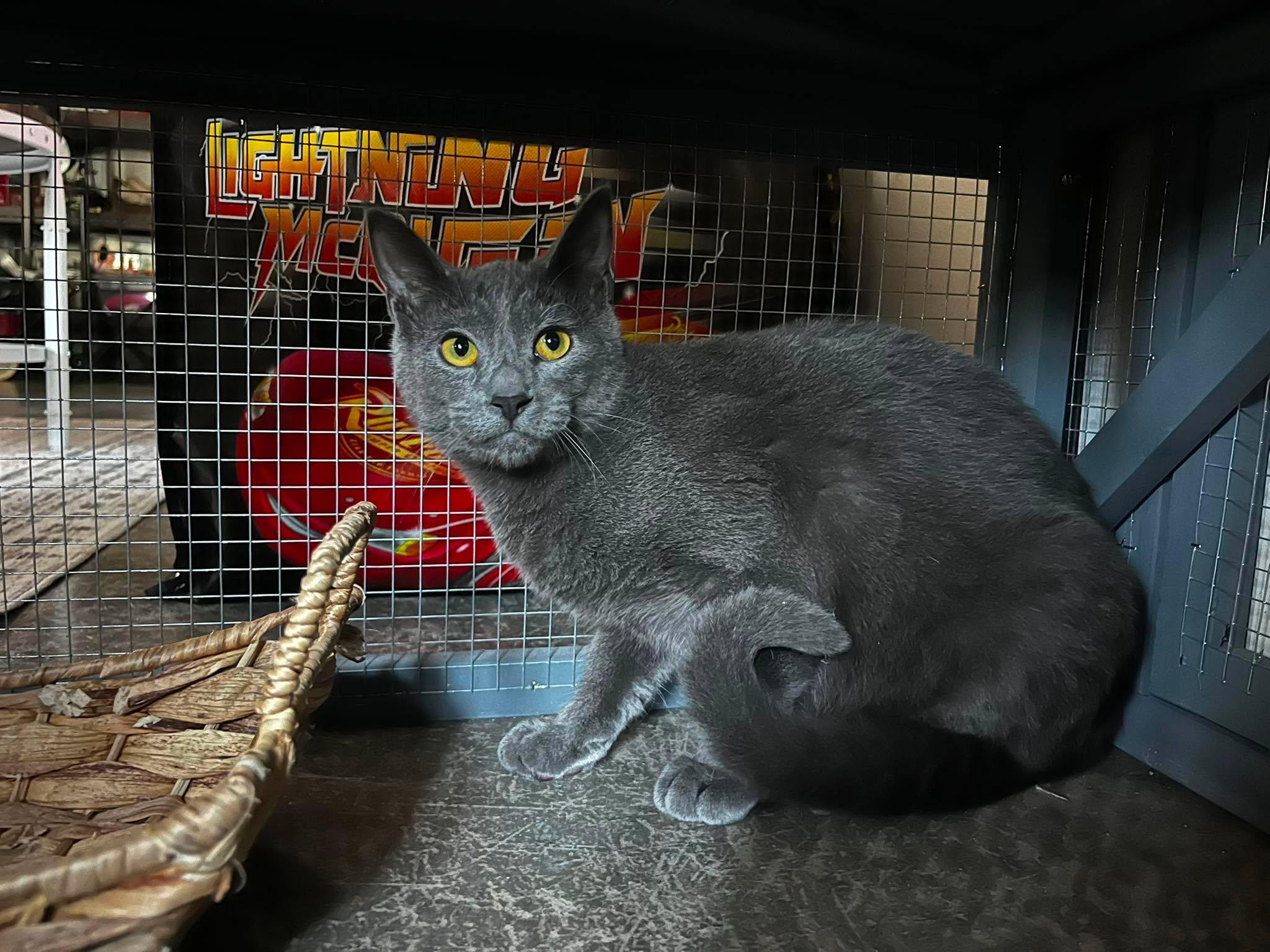 Enlarge Ahi, a ADOPTABLE Domestic Short Hair in Overland Park, KS image 4/4