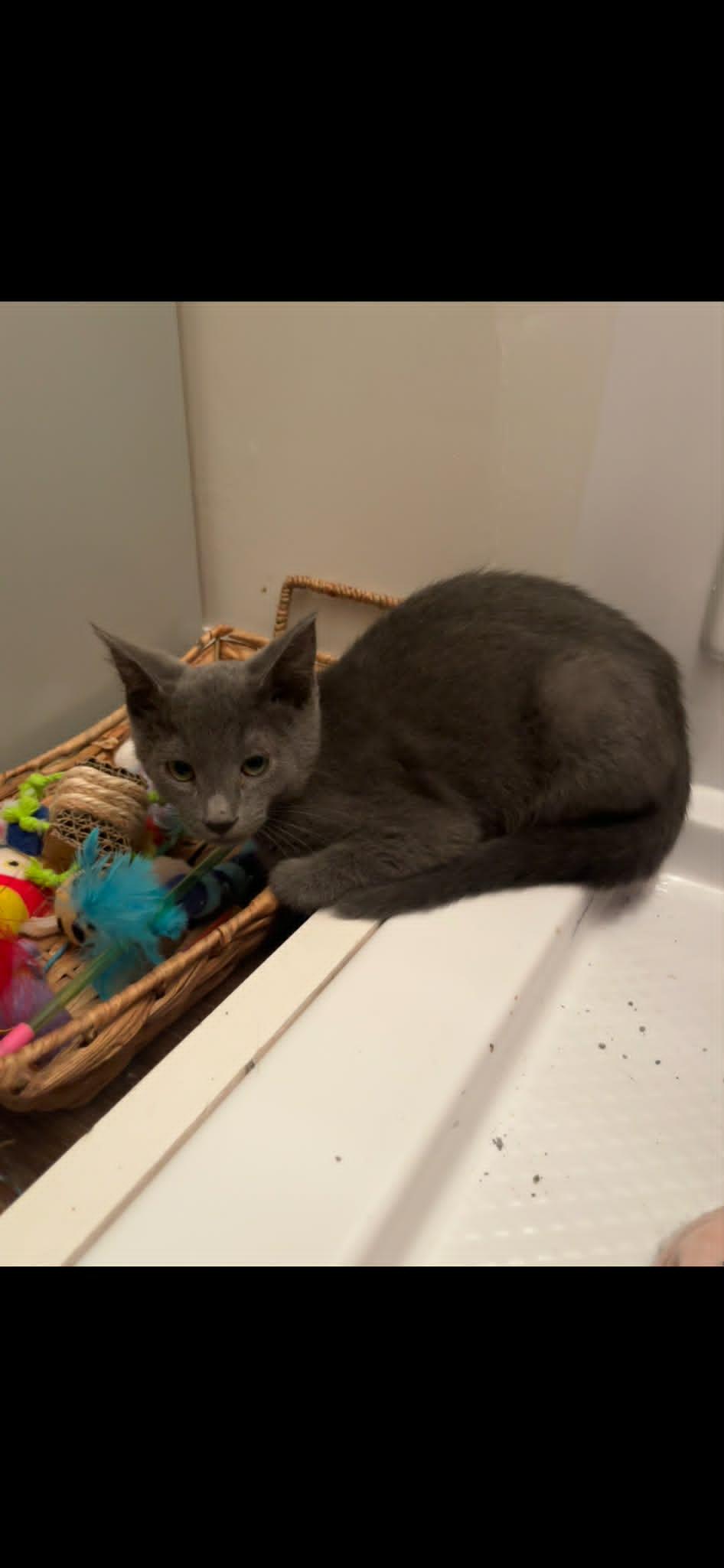 Ahi, a ADOPTABLE Domestic Short Hair in Overland Park, KS image 3/3