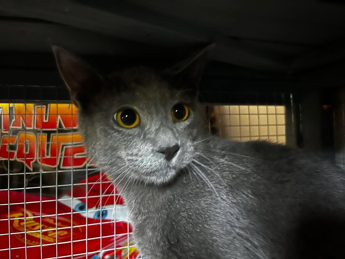 Enlarge Ahi, a ADOPTABLE Domestic Short Hair in Overland Park, KS image 2/4