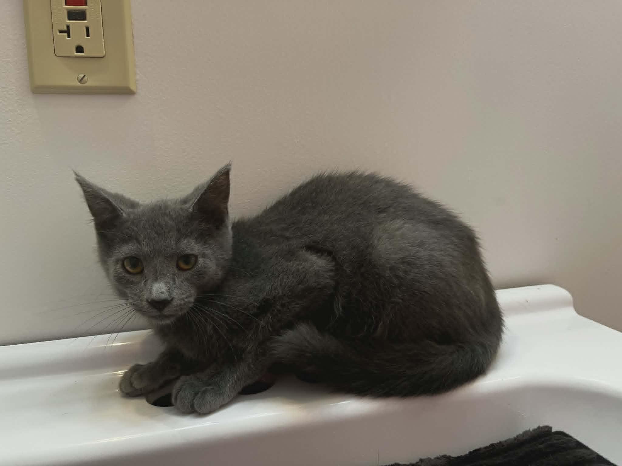 Ahi, ADOPTABLE, Kitten Male Domestic Short Hair.