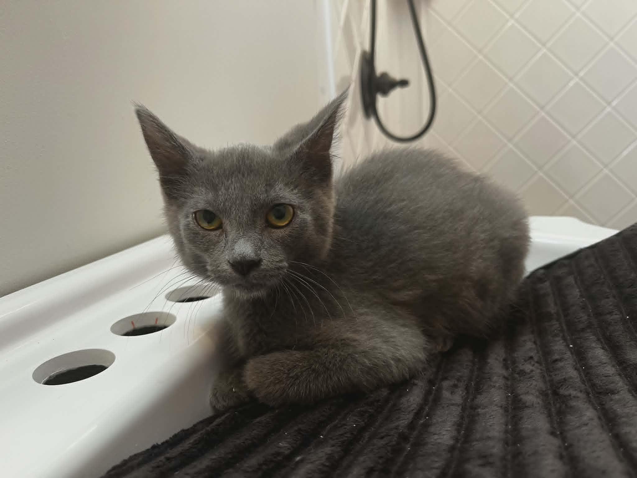 Ahi, a ADOPTABLE Domestic Short Hair in Overland Park, KS image 2/3