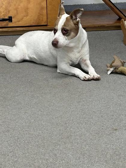 Enlarge Pipa, a Adoptable mixed breed in Clayton, GA image 1/3