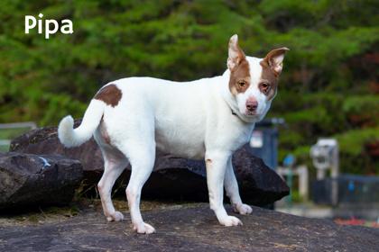Enlarge Pipa, a Adoptable mixed breed in Clayton, GA image 2/5