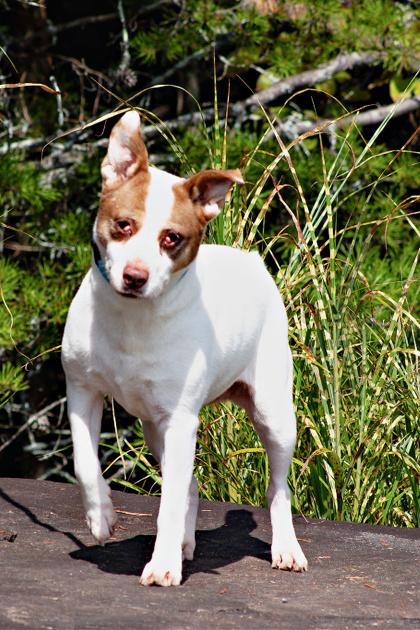Enlarge Pipa, a Adoptable mixed breed in Clayton, GA image 3/3
